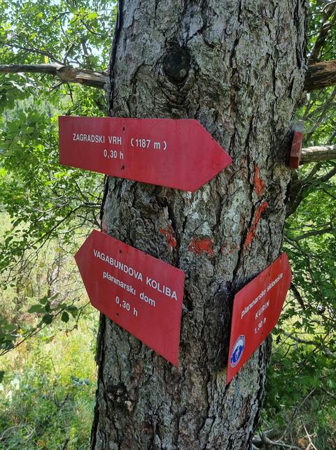 Hiking Directional Signs on Tree Trunk