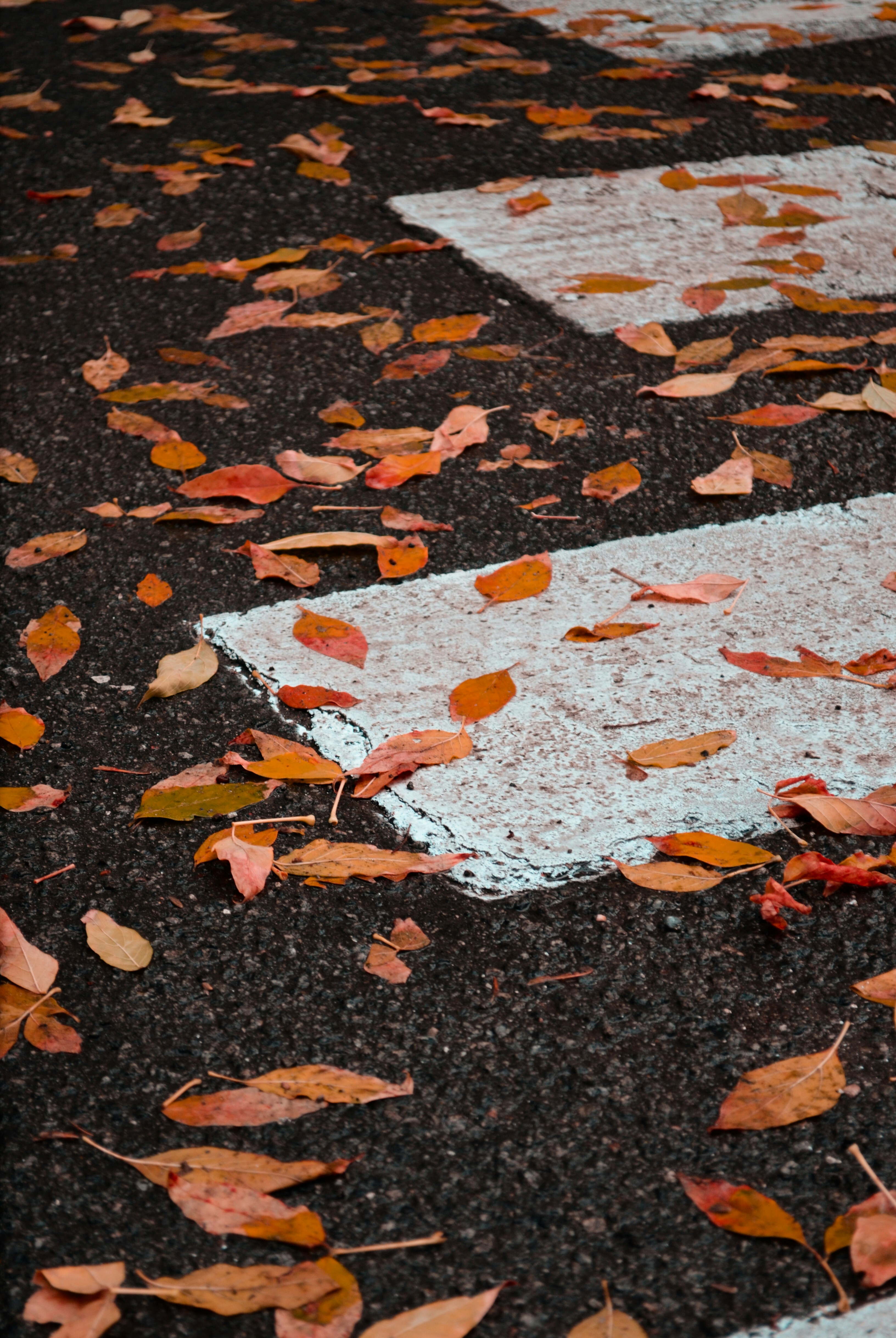 Autumn Fallen Leaves on Crosswalk