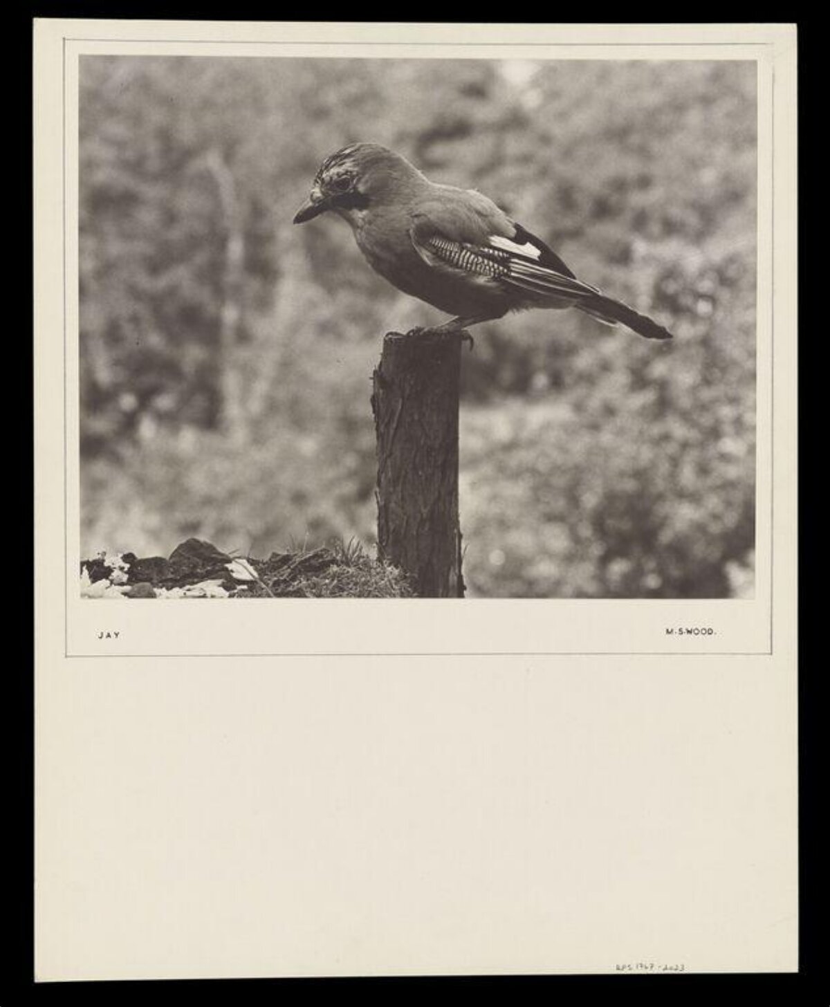 Jay Perched on Wooden Post