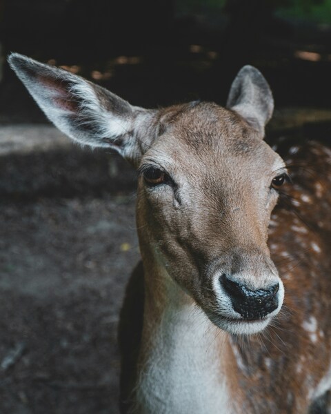 Close-up Portrait of a Deer