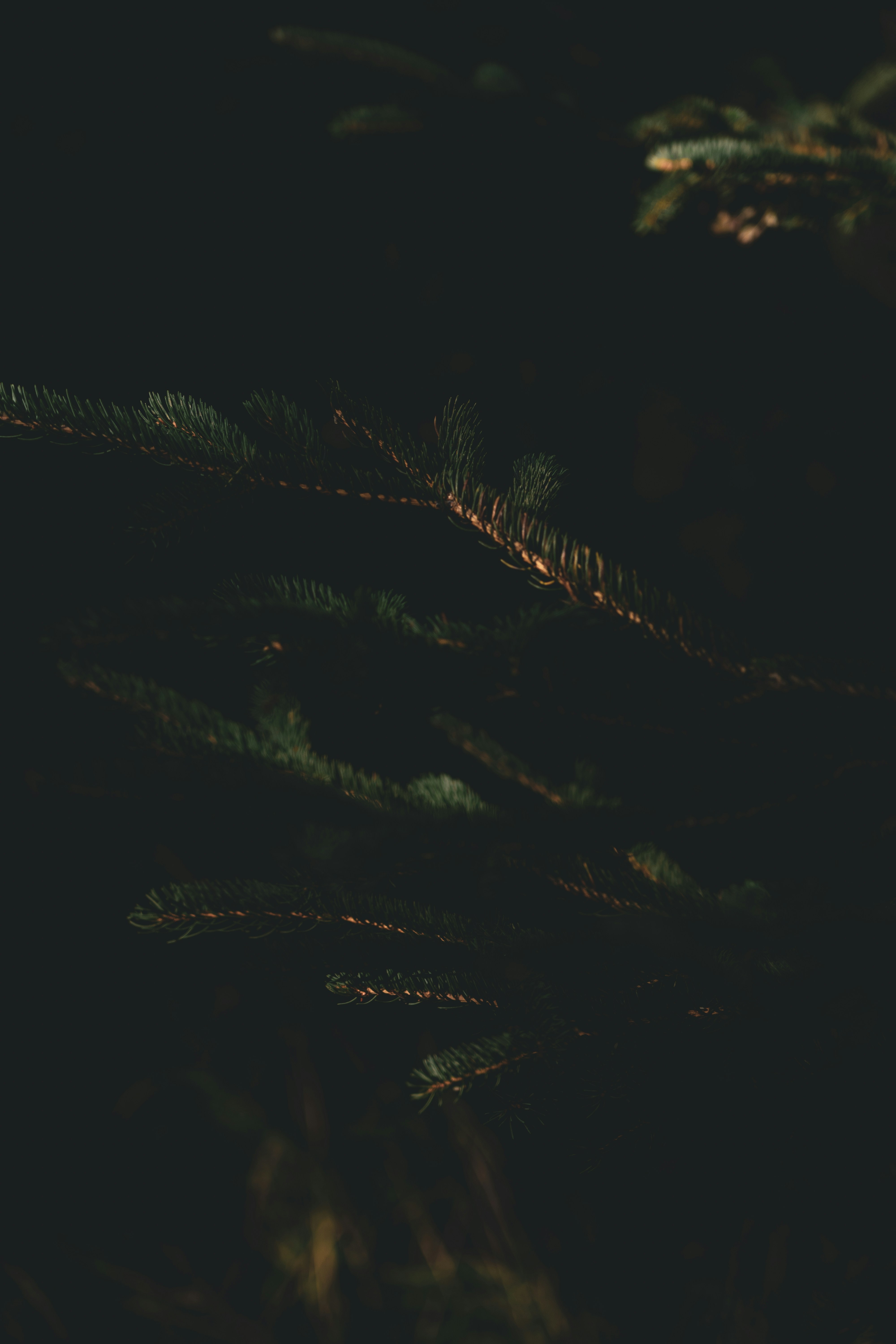 Backlit Pine Branches