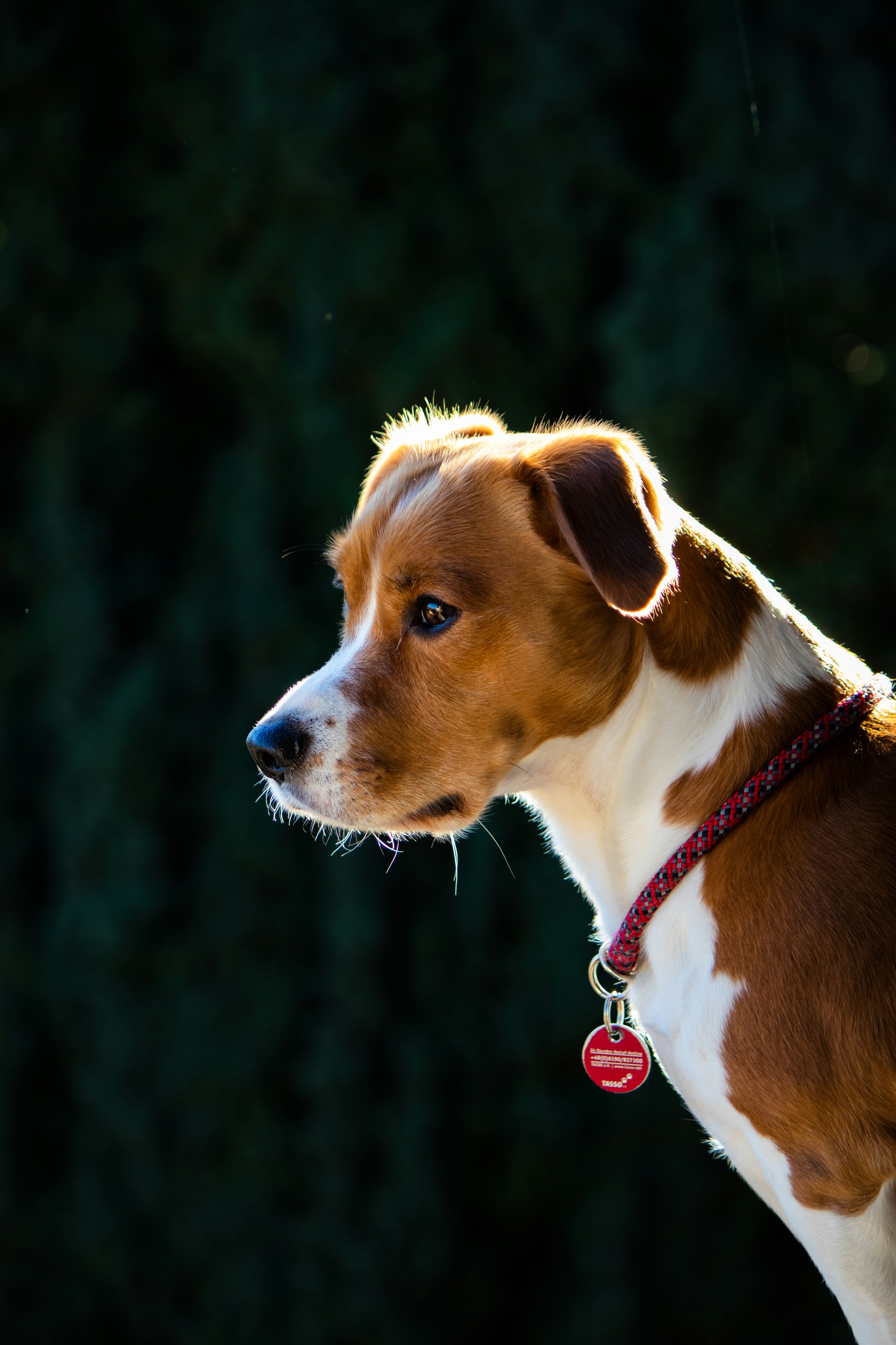 Side Profile of a Brown White Dog