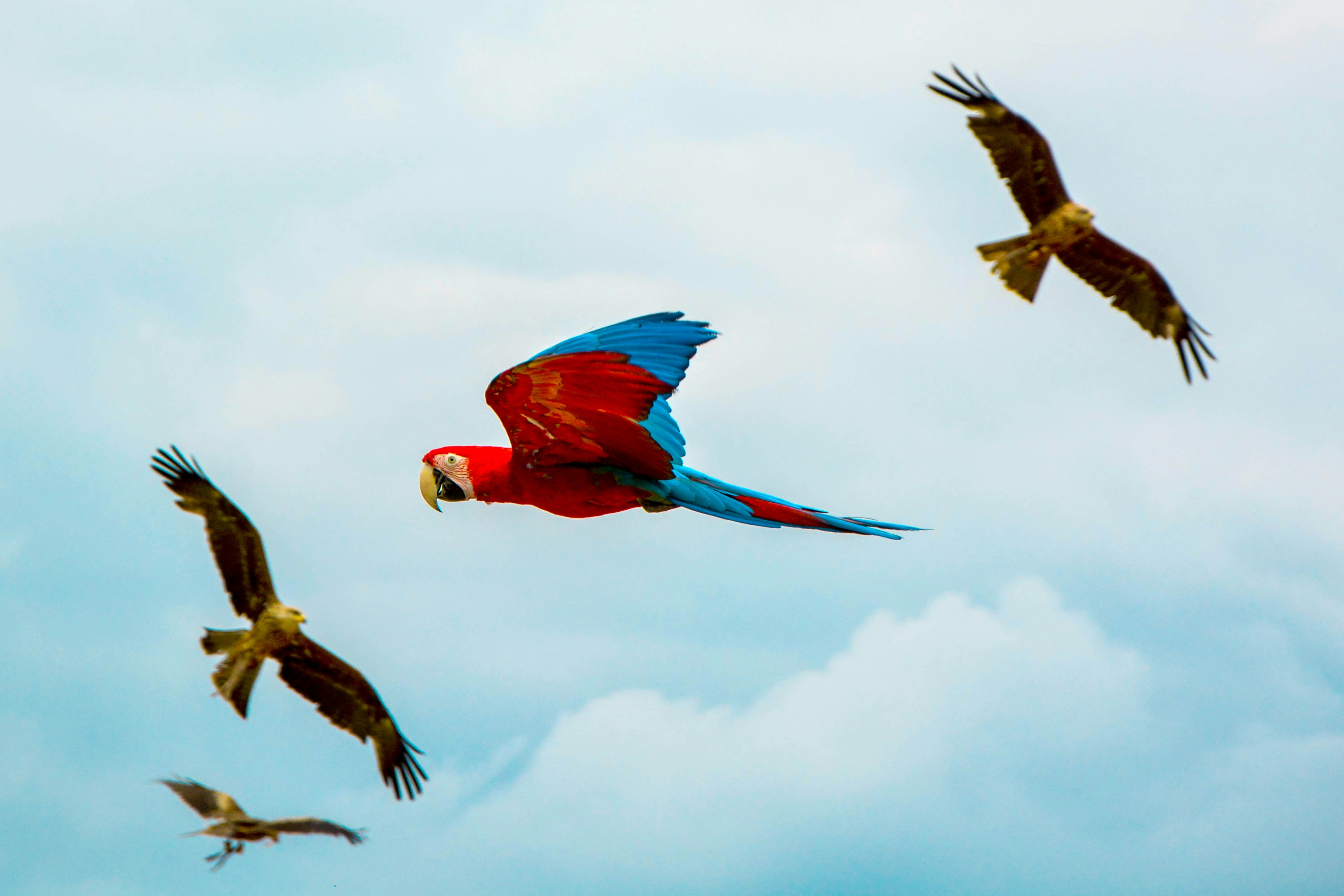 Scarlet Macaw Flying Among Birds of Prey