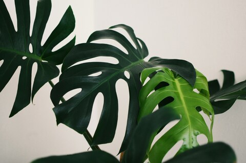 Close Up of Monstera Leaves