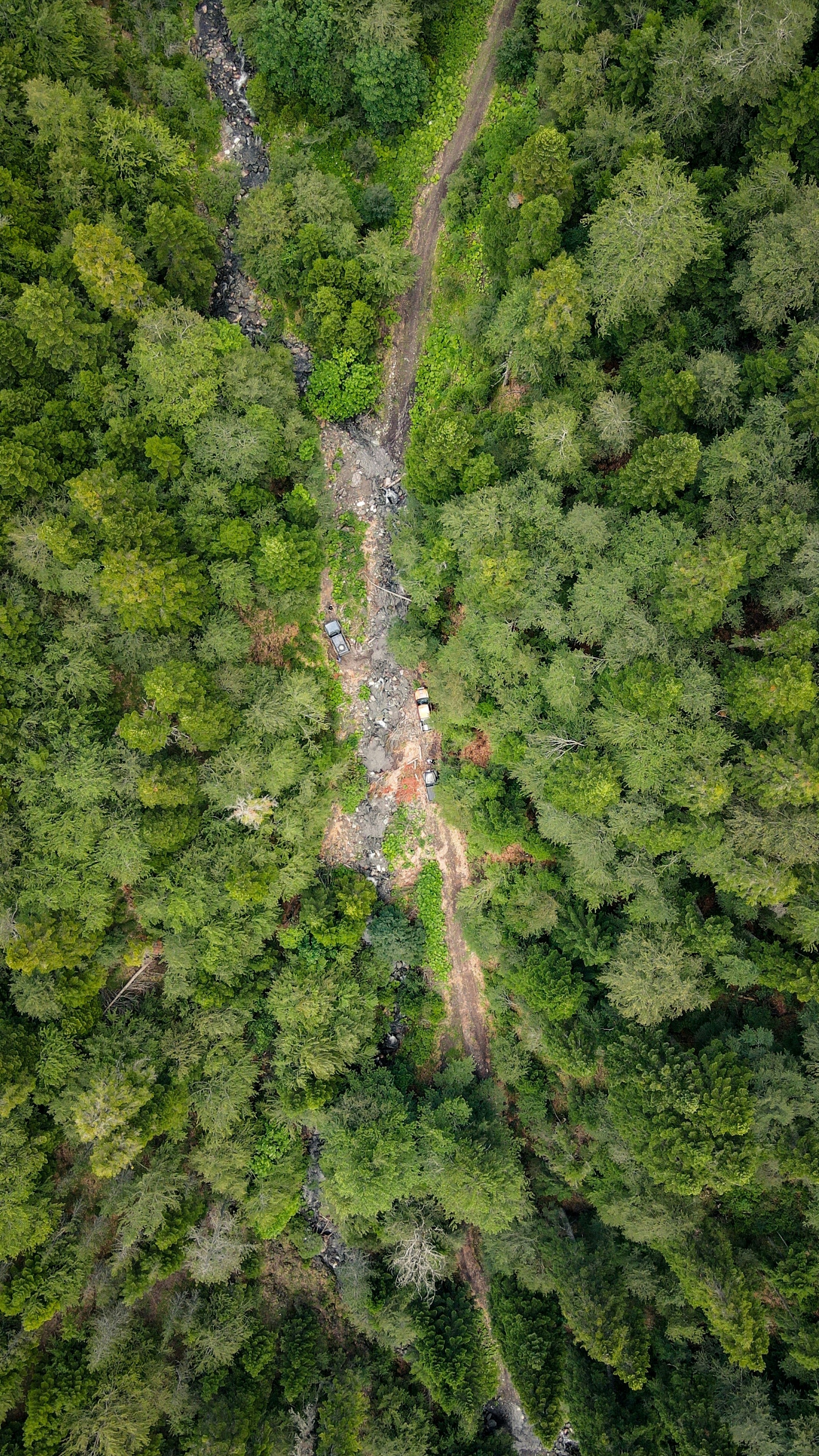 Forest & Flora