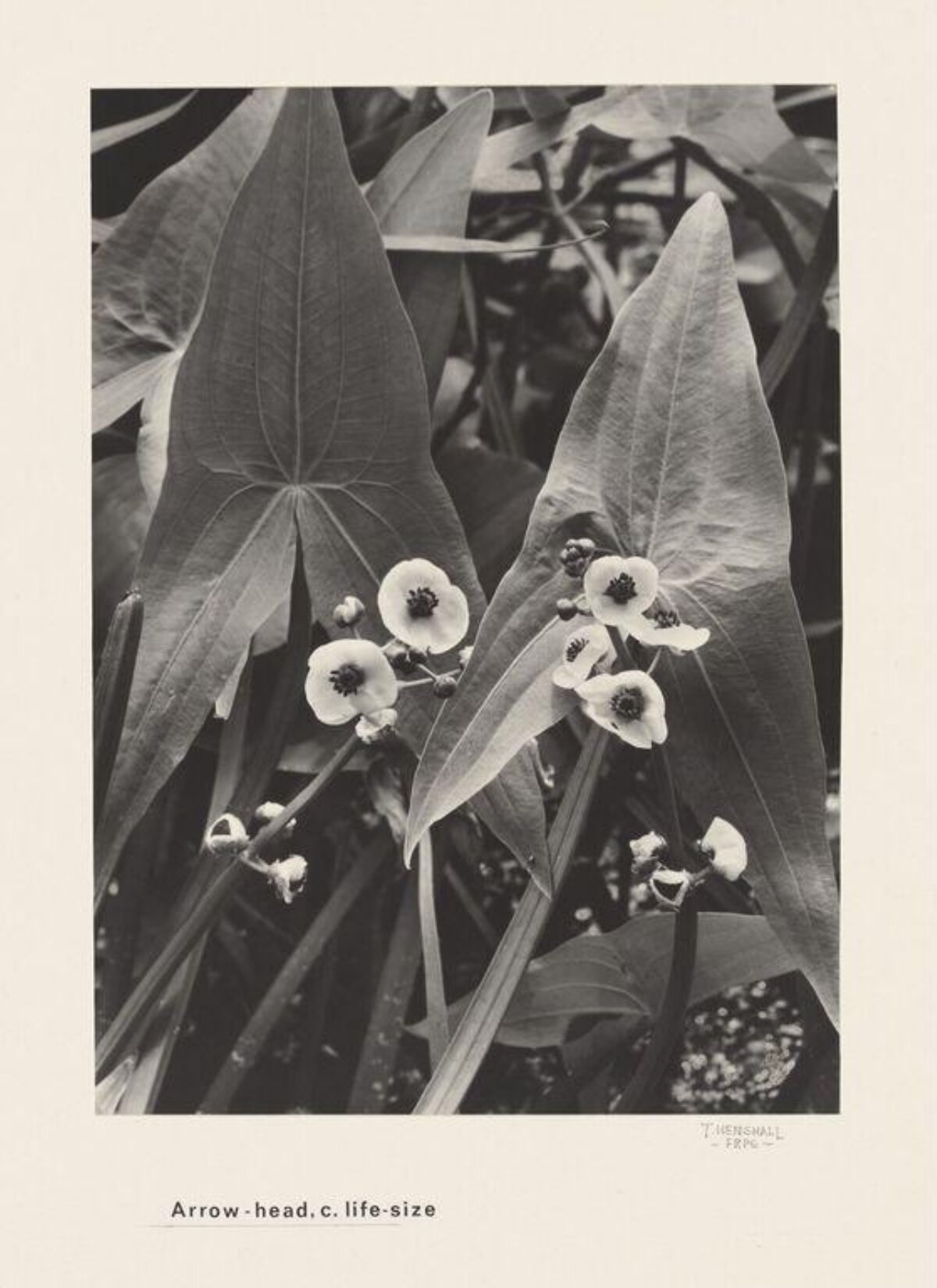 Arrow-head Plant Close-up