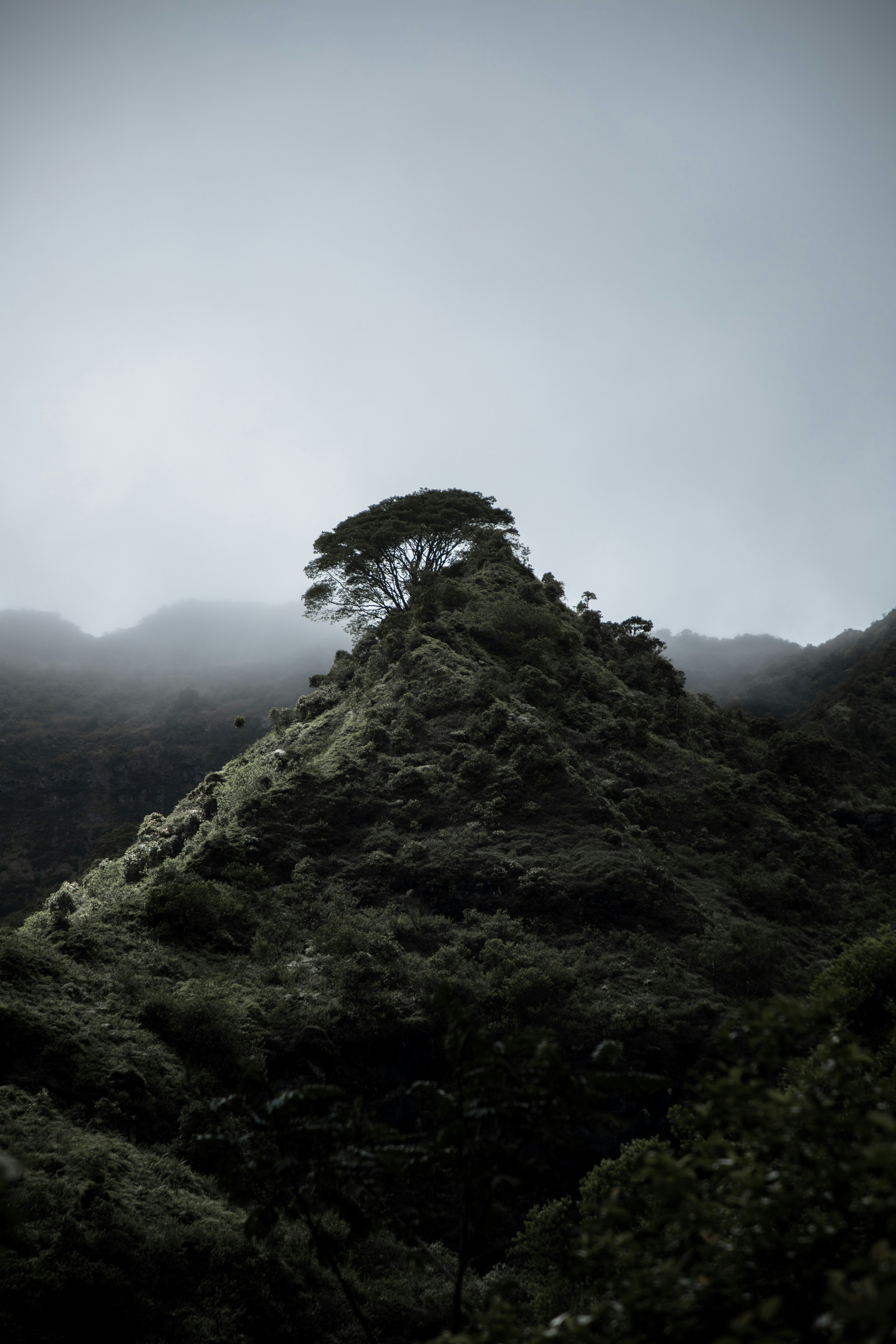 Lone Tree on Misty Mountain Peak