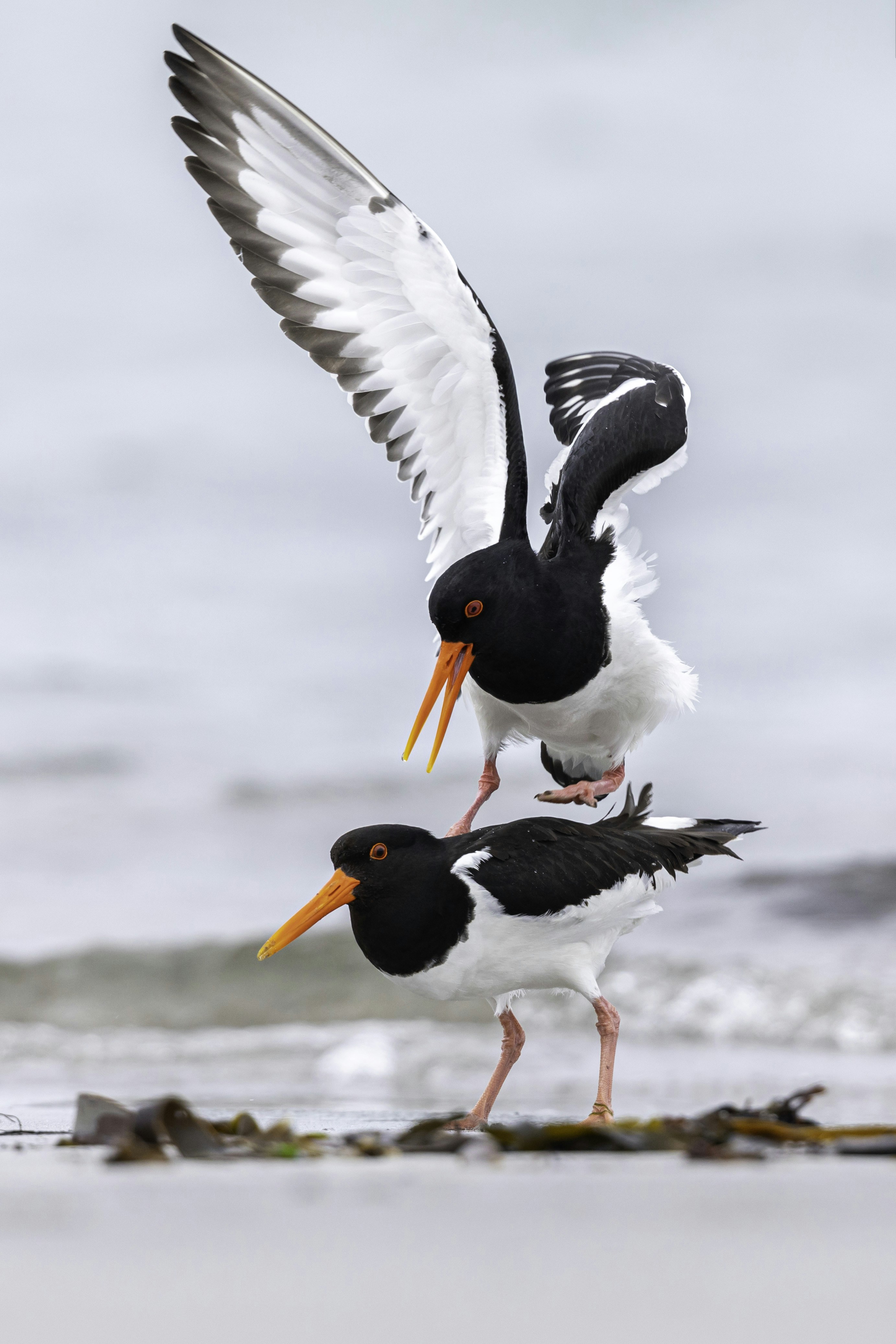 Two Oystercatchers Mating On Beach