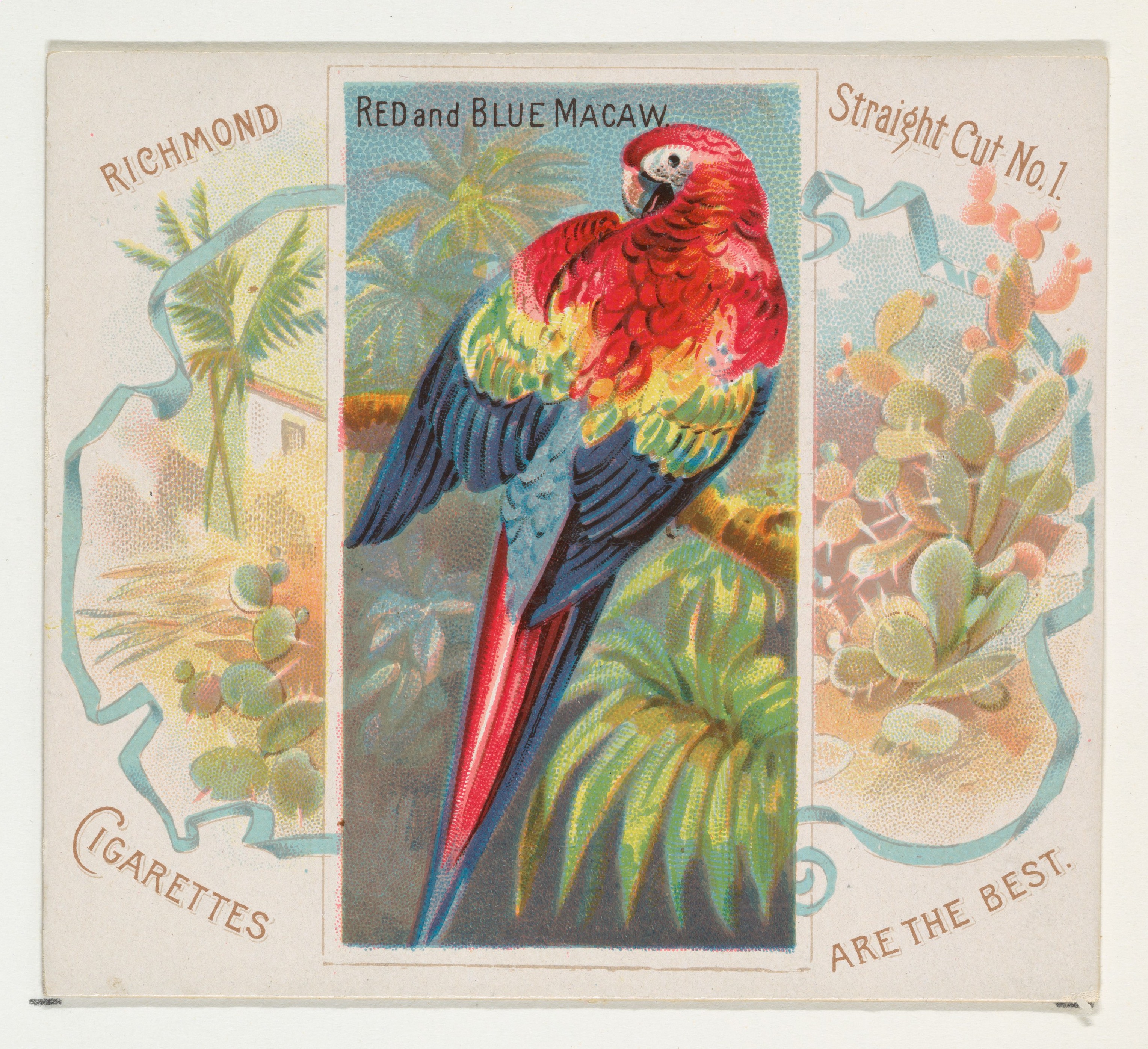 Vintage Red and Blue Macaw Cigarette Ad