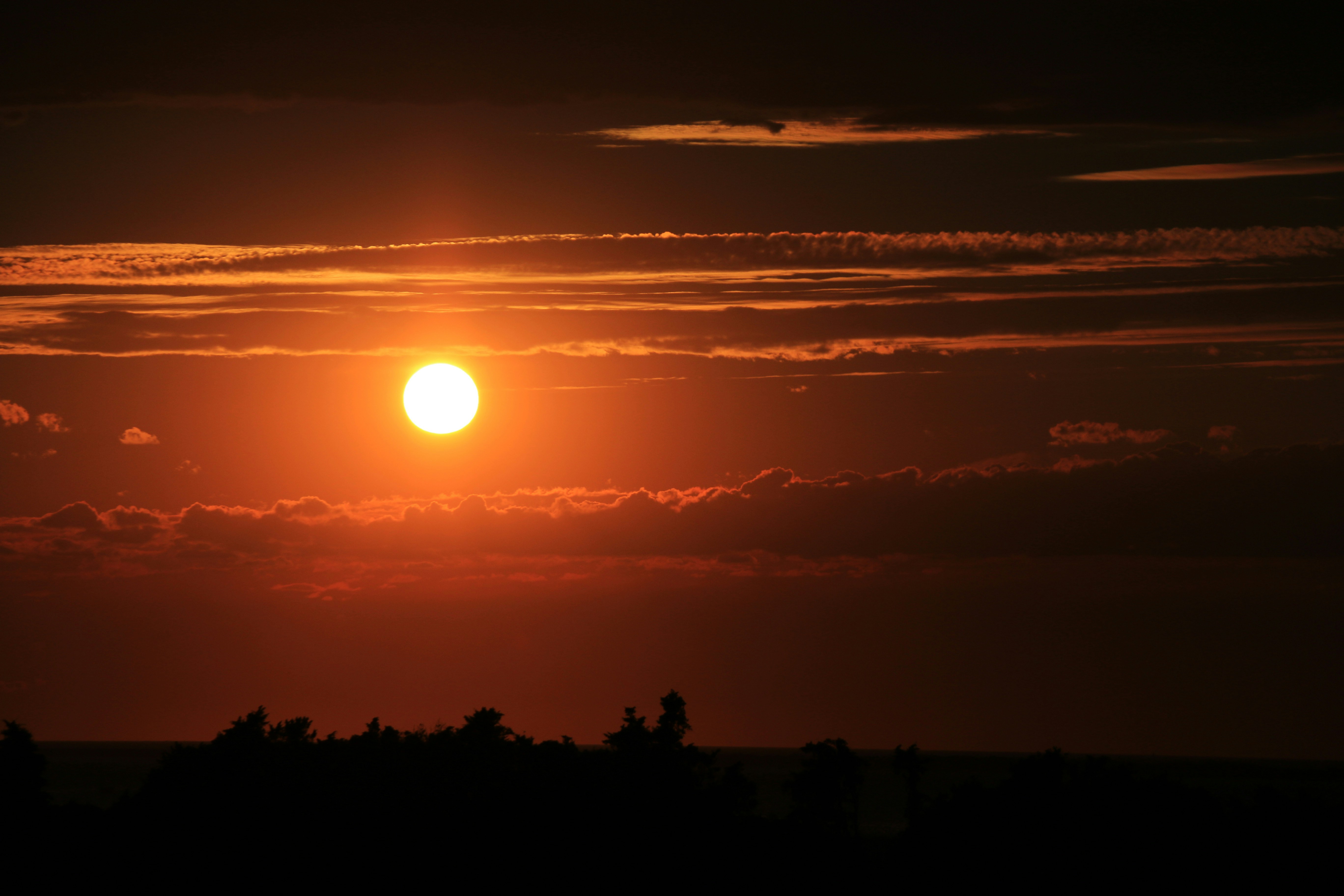 Sunset Sky Over Treetops