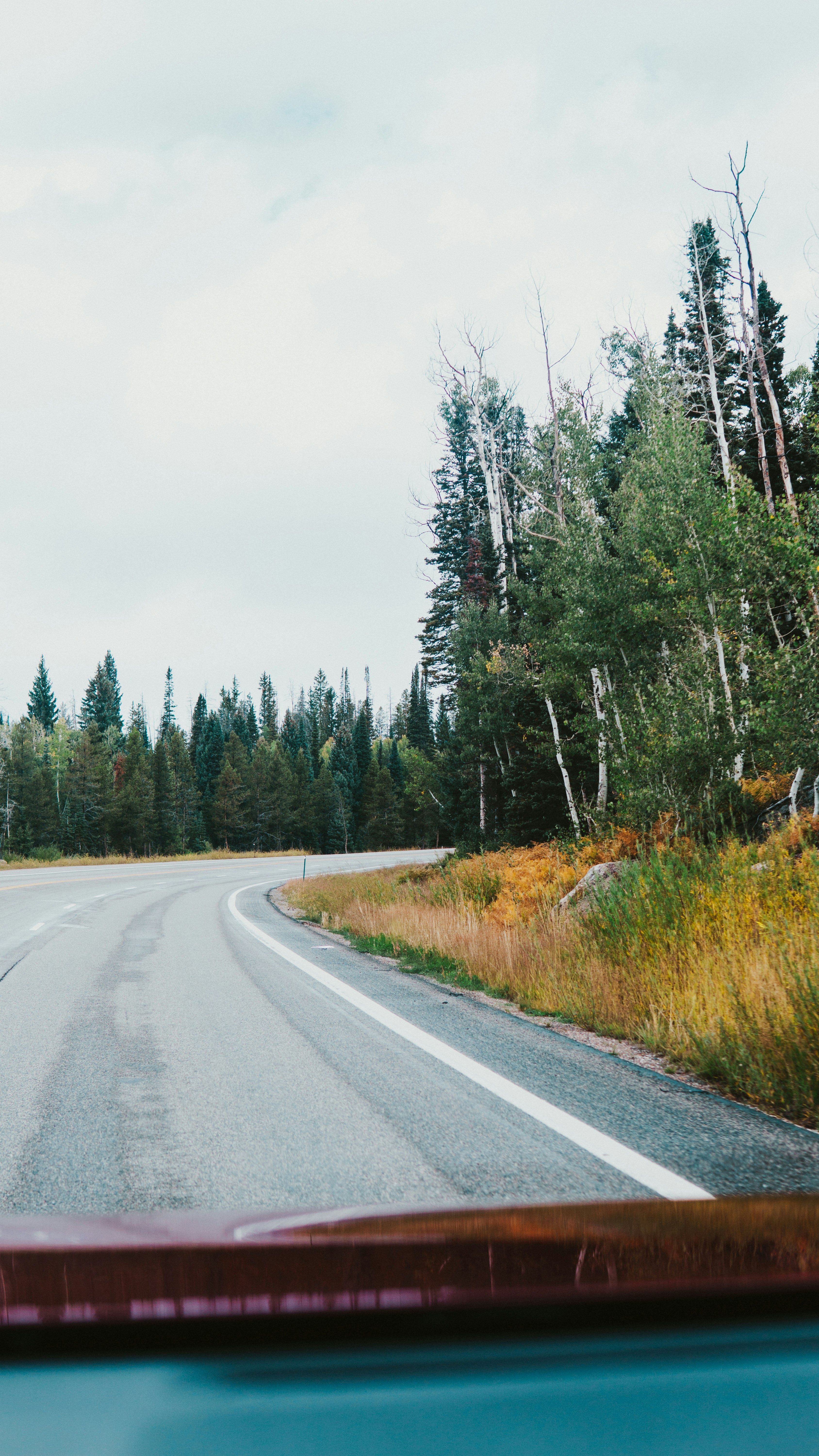 Forest Road View From Car