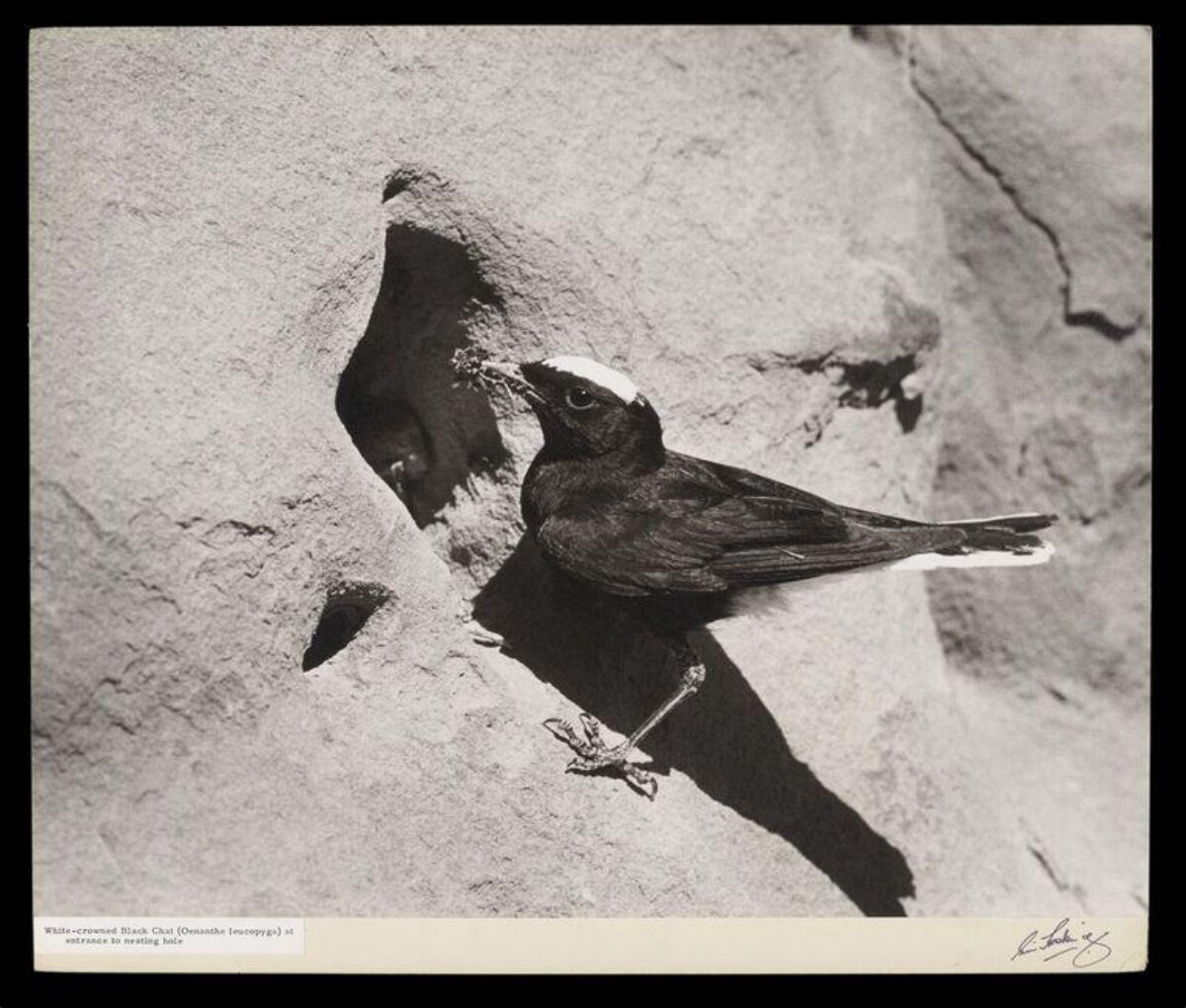 White-crowned Black Chat At Nesting Hole