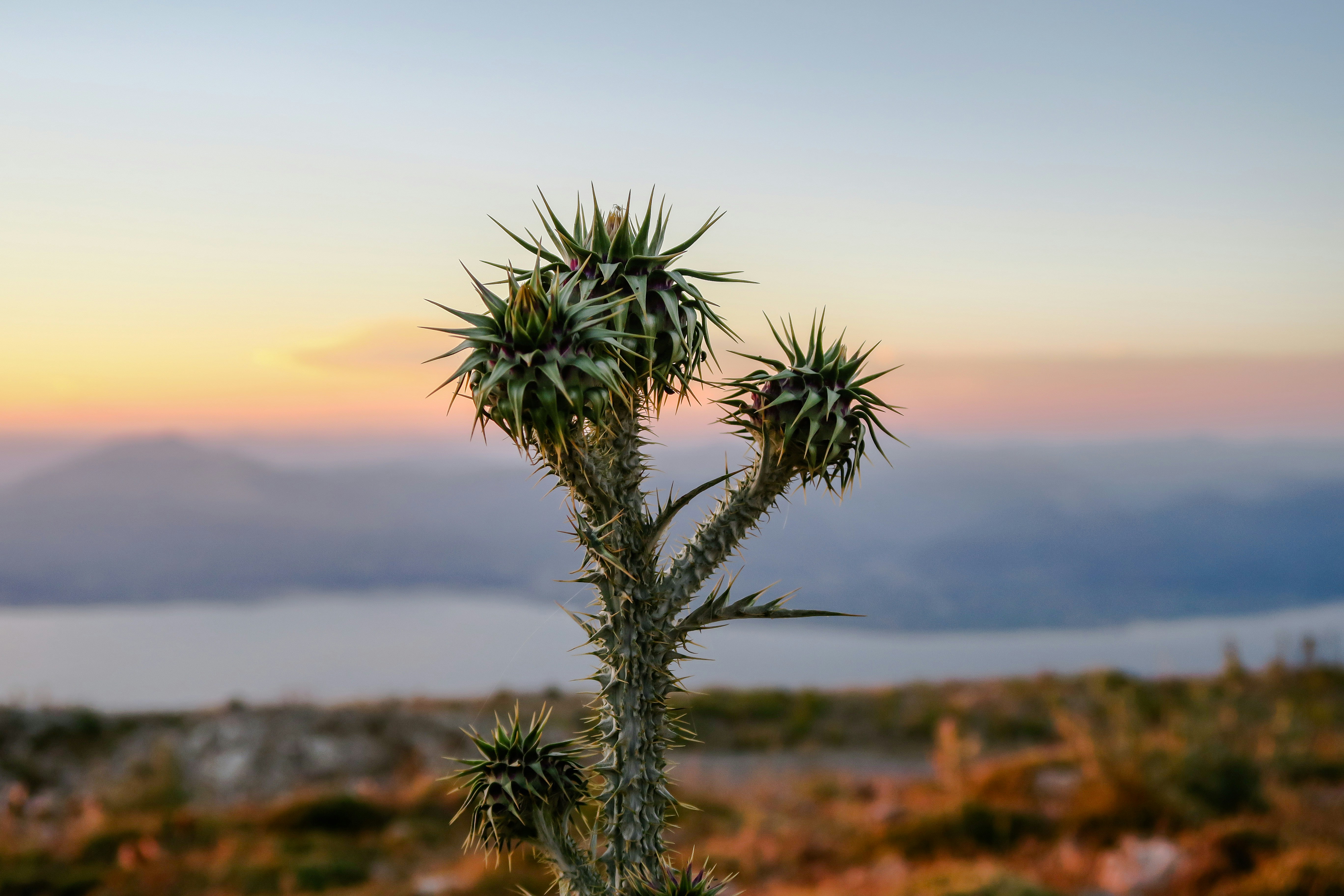 Thistle At Sunset Mountain Overlook