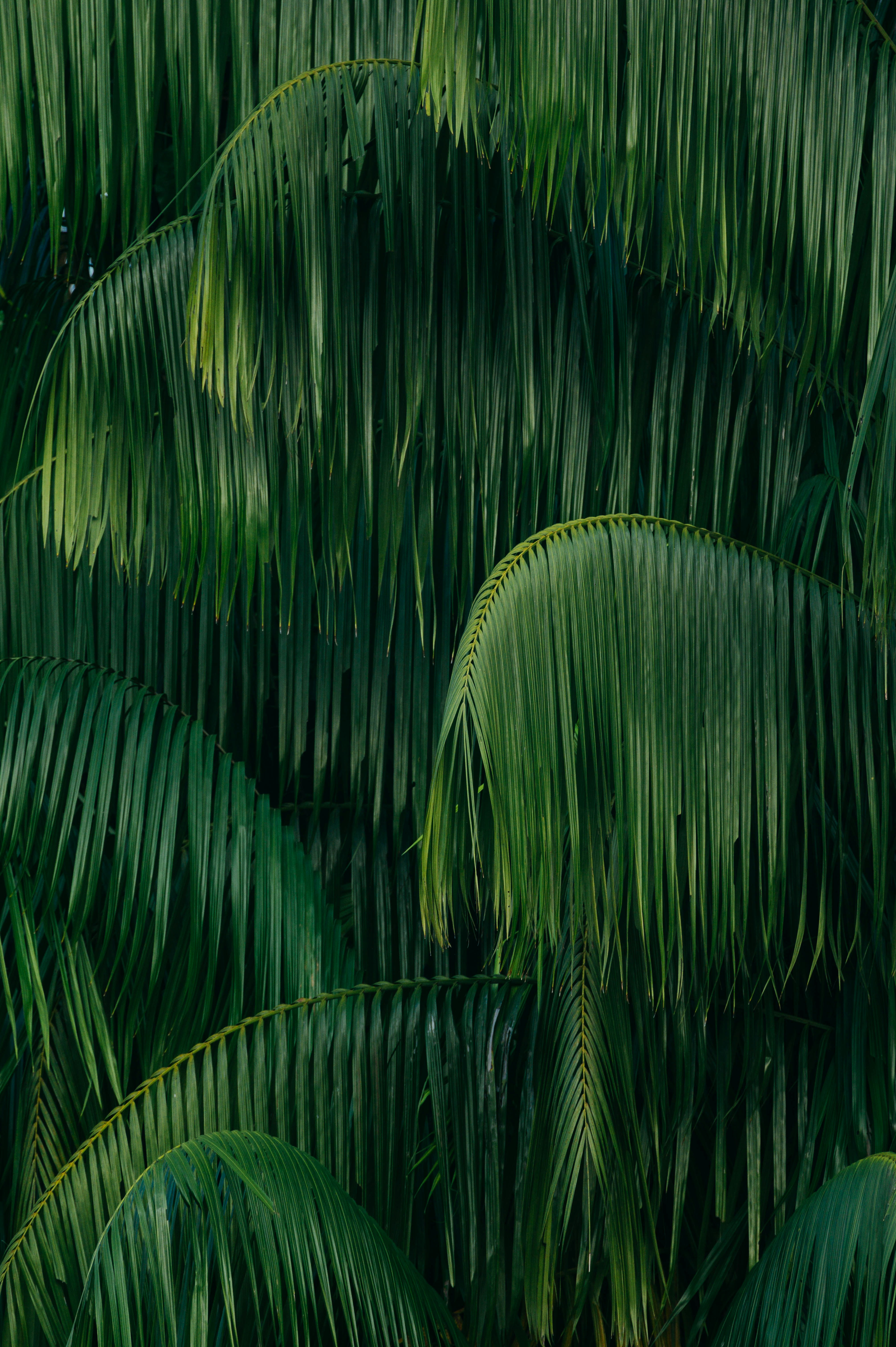 Dense Overlapping Palm Leaves
