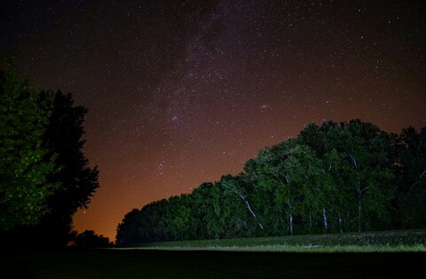 Starry Night Sky Over Forest