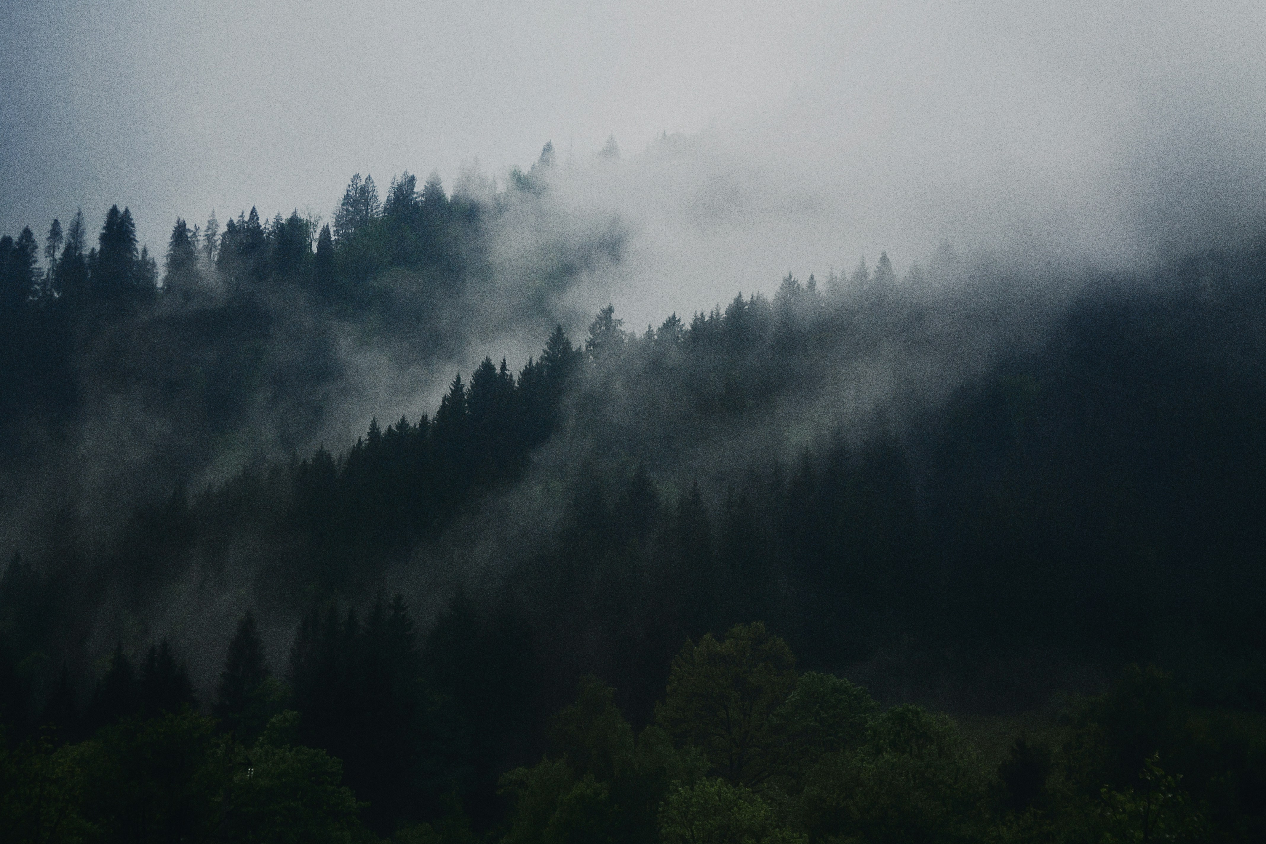 Foggy Forested Mountain Slopes