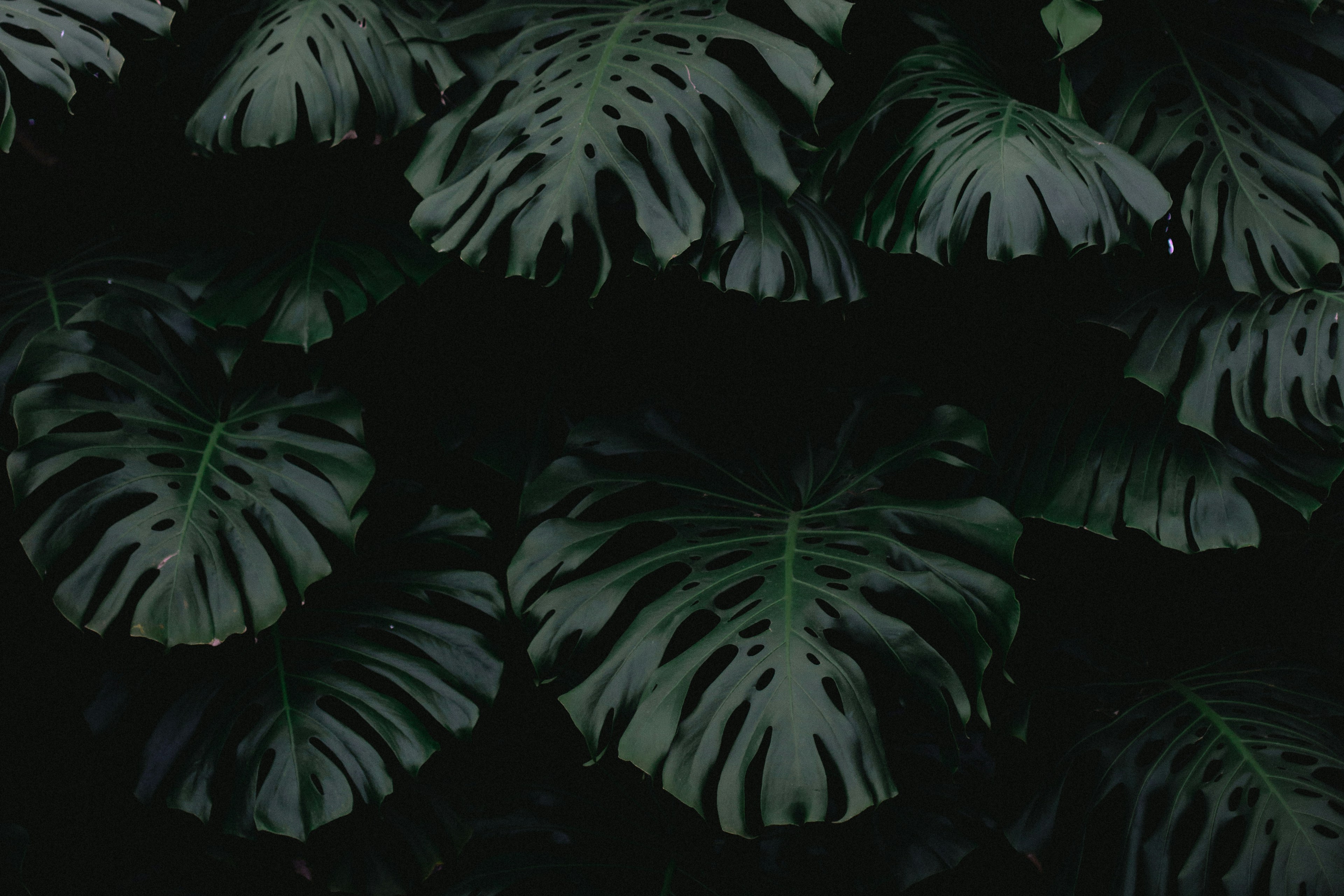 Overlapping Dark Monstera Leaves — Background Images