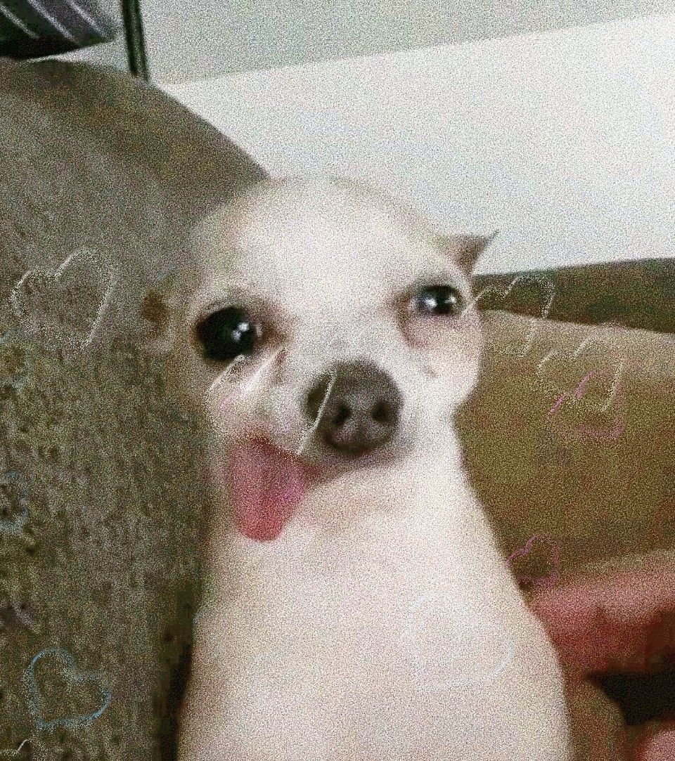 Cute Crying Chihuahua Dog
