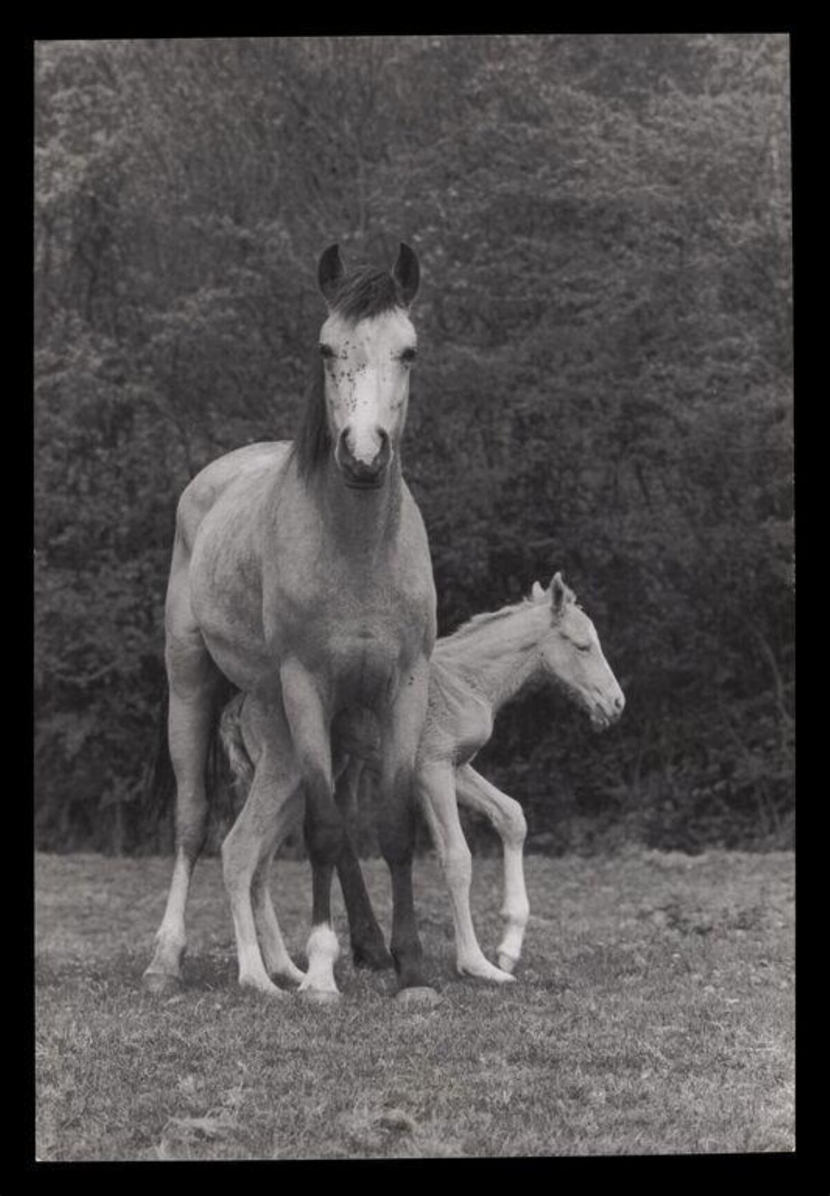 Mare and Foal in Pasture