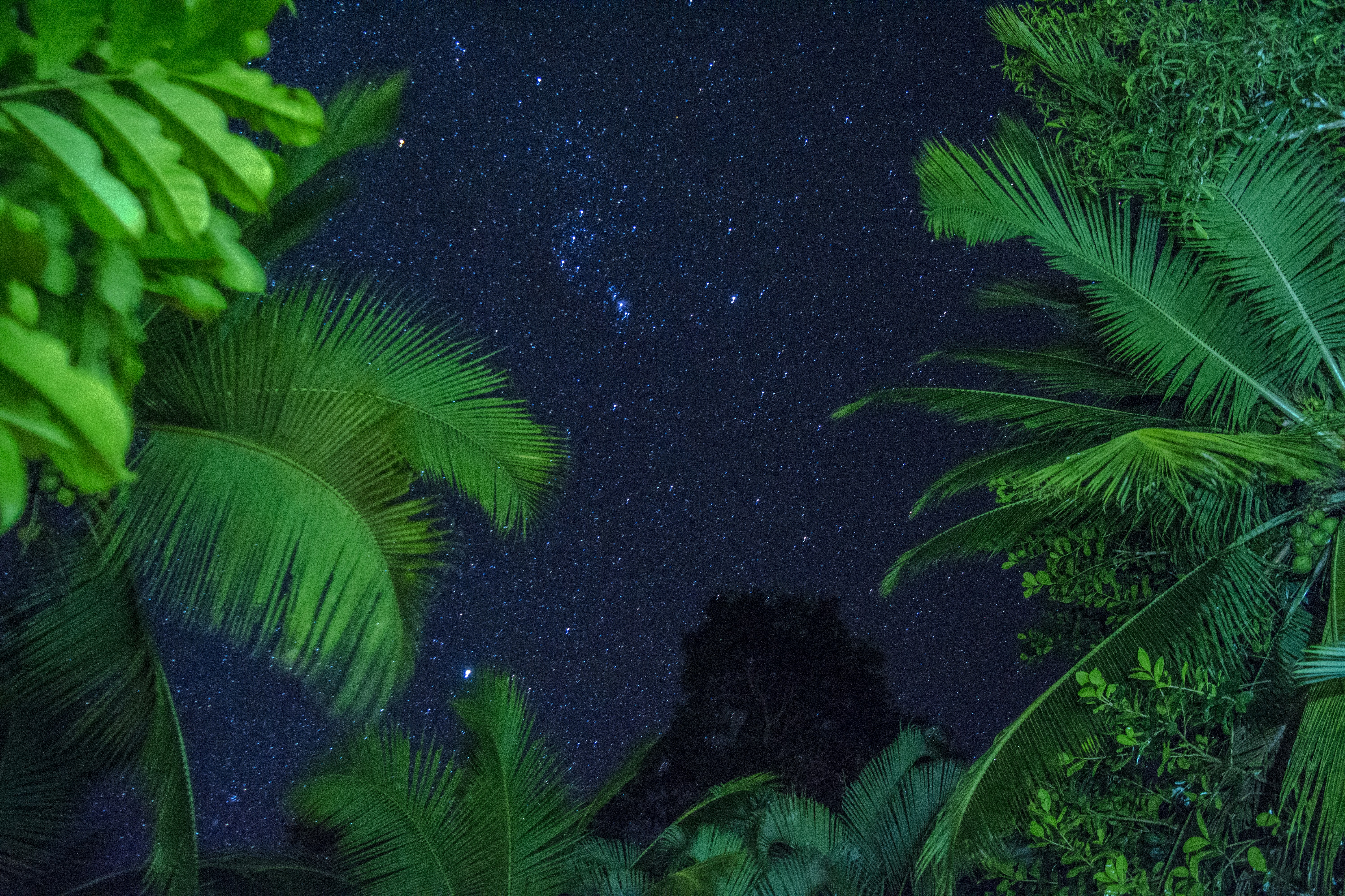 Starry Night Sky Above Tropical Plants