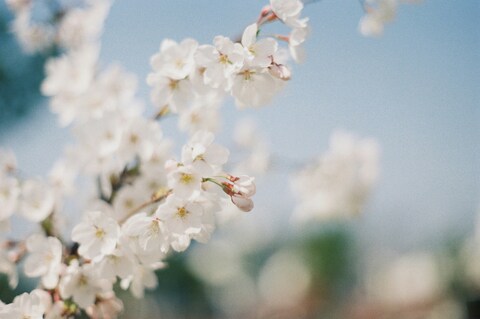 White Cherry Blossoms Under Blue Sky