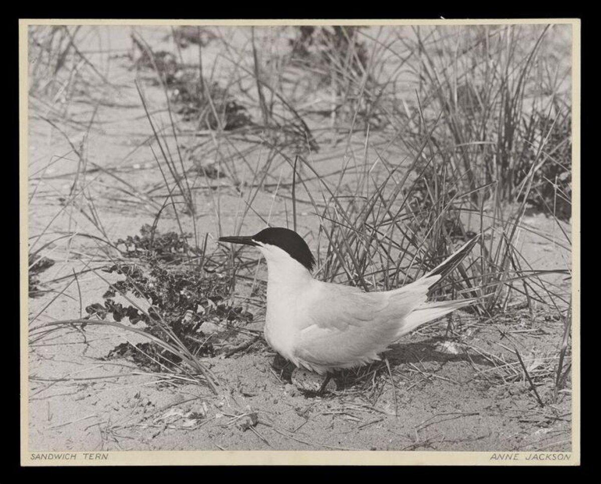 Sandwich Tern on Sandy Beach