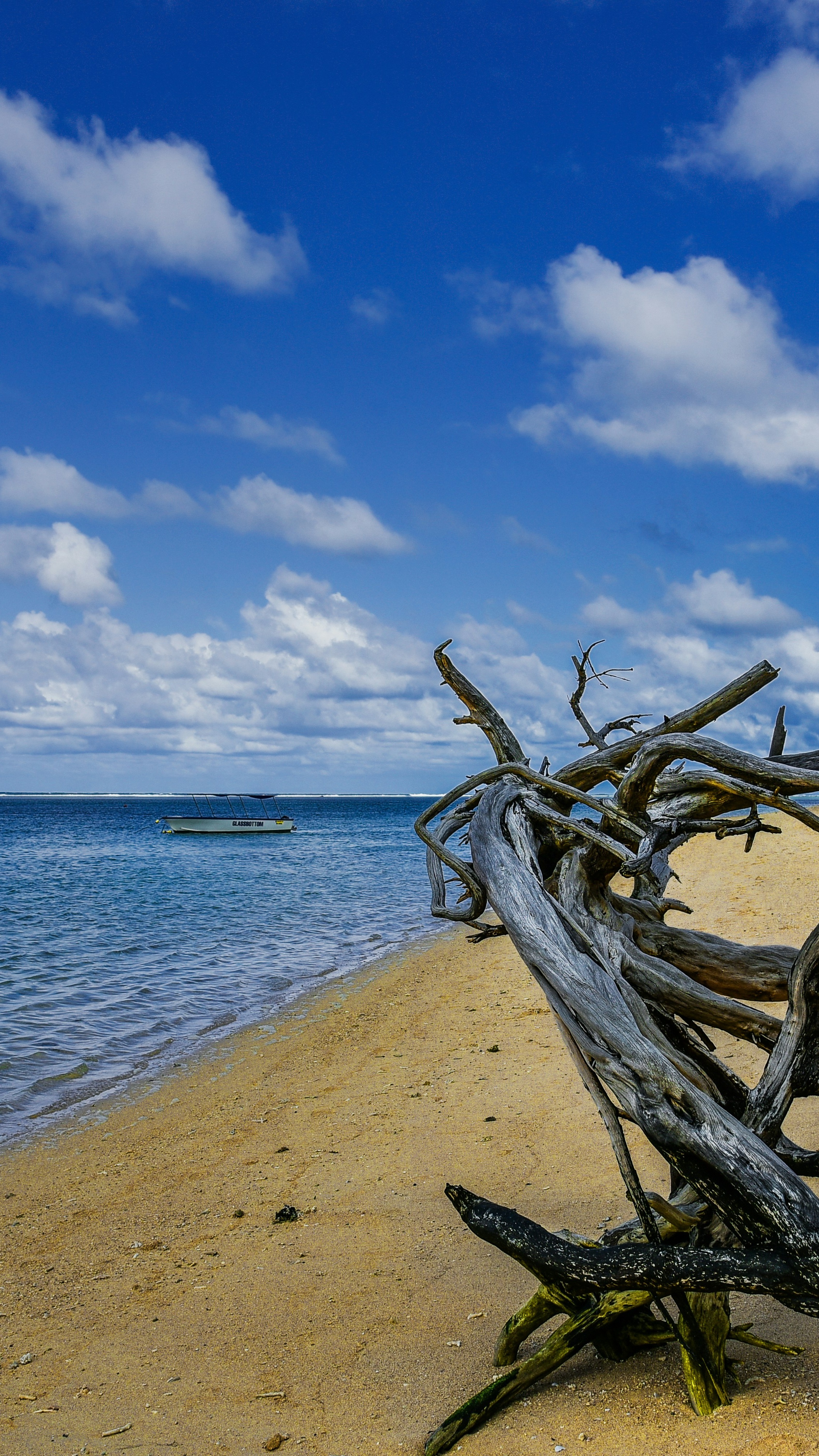 Driftwood on Sandy Ocean Beach