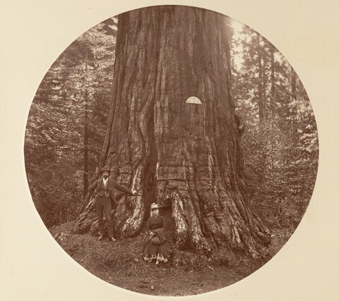 Two People Beside a Giant Tree
