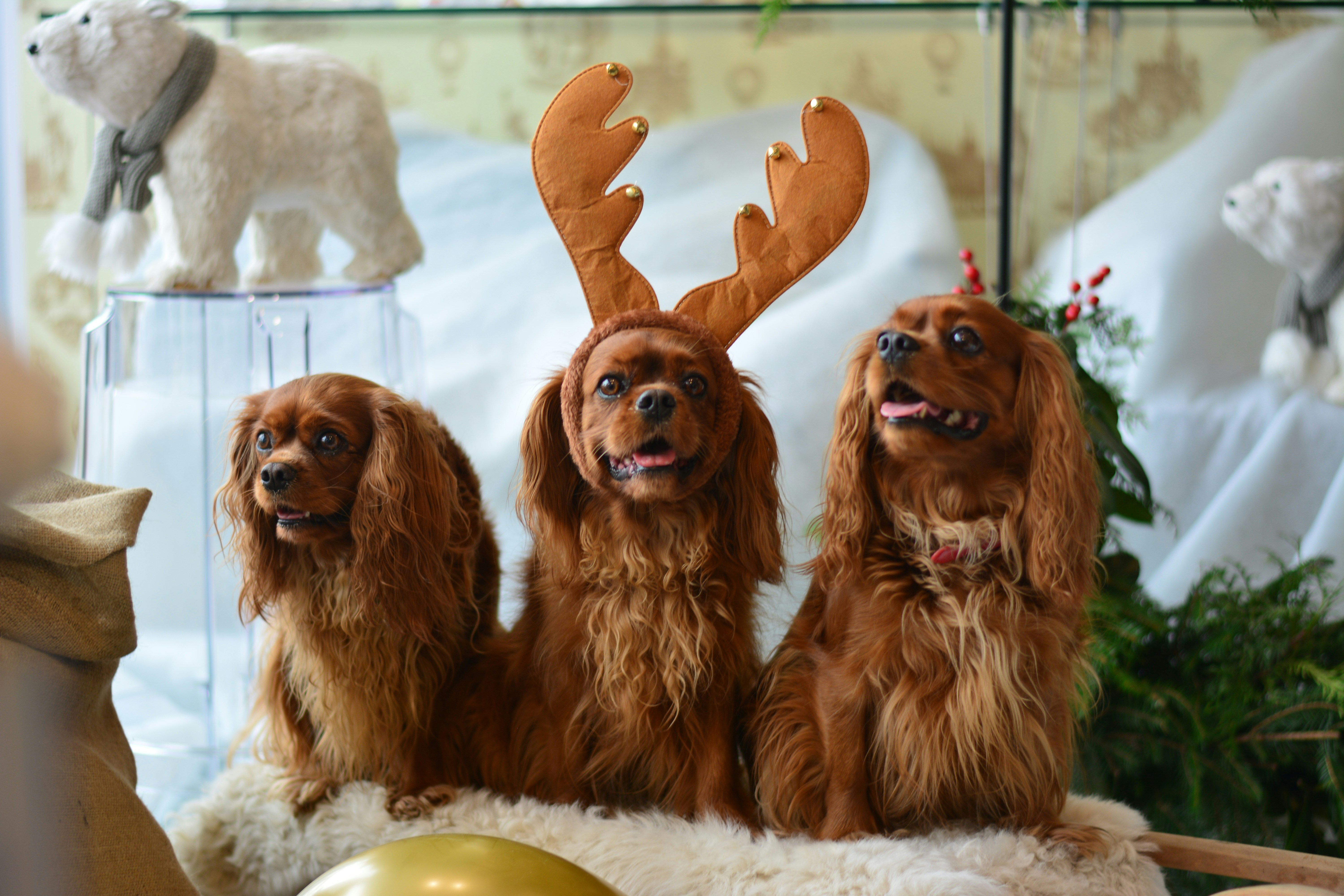 Three Festive Dogs in Christmas Decor