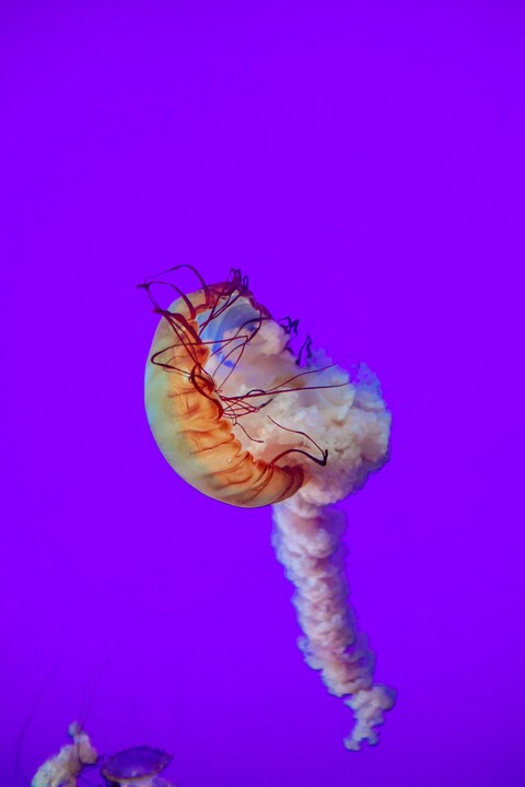 Orange Jellyfish Against Purple Background