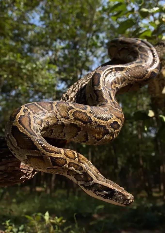 Image 95878 — Animal Encyclopedia