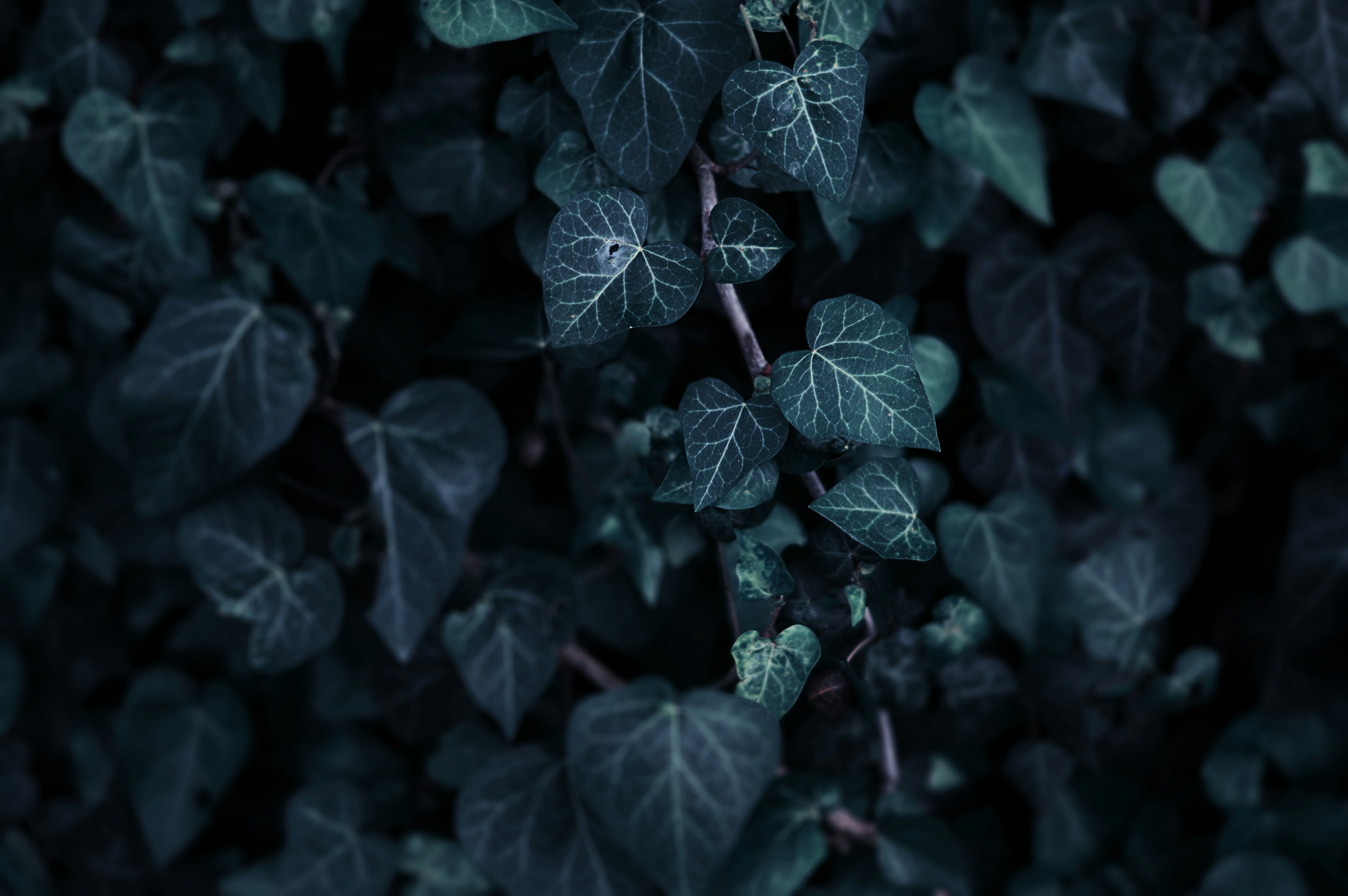 Dark Ivy Leaves Close Up