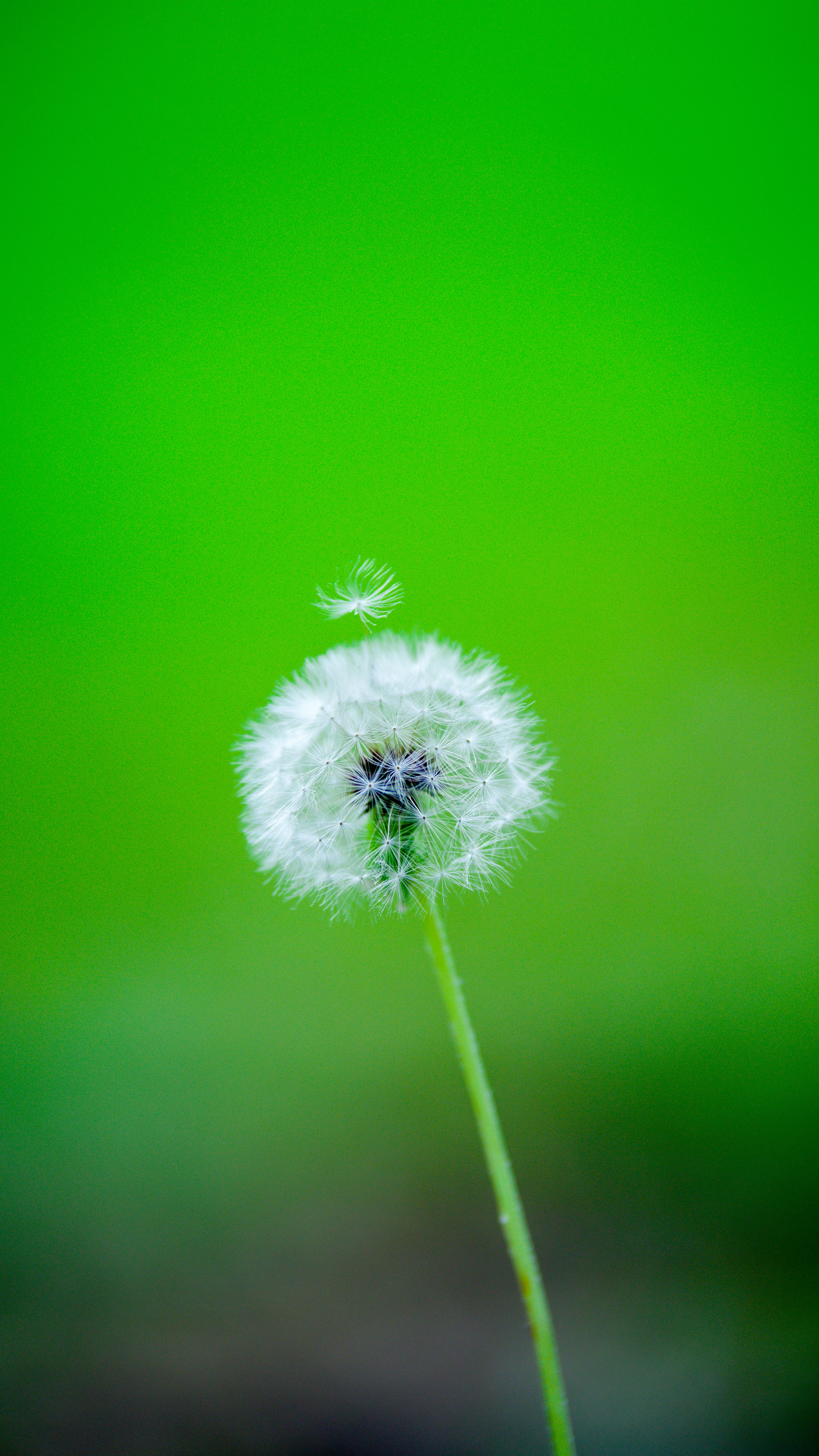 Dandelion With Floating Seed