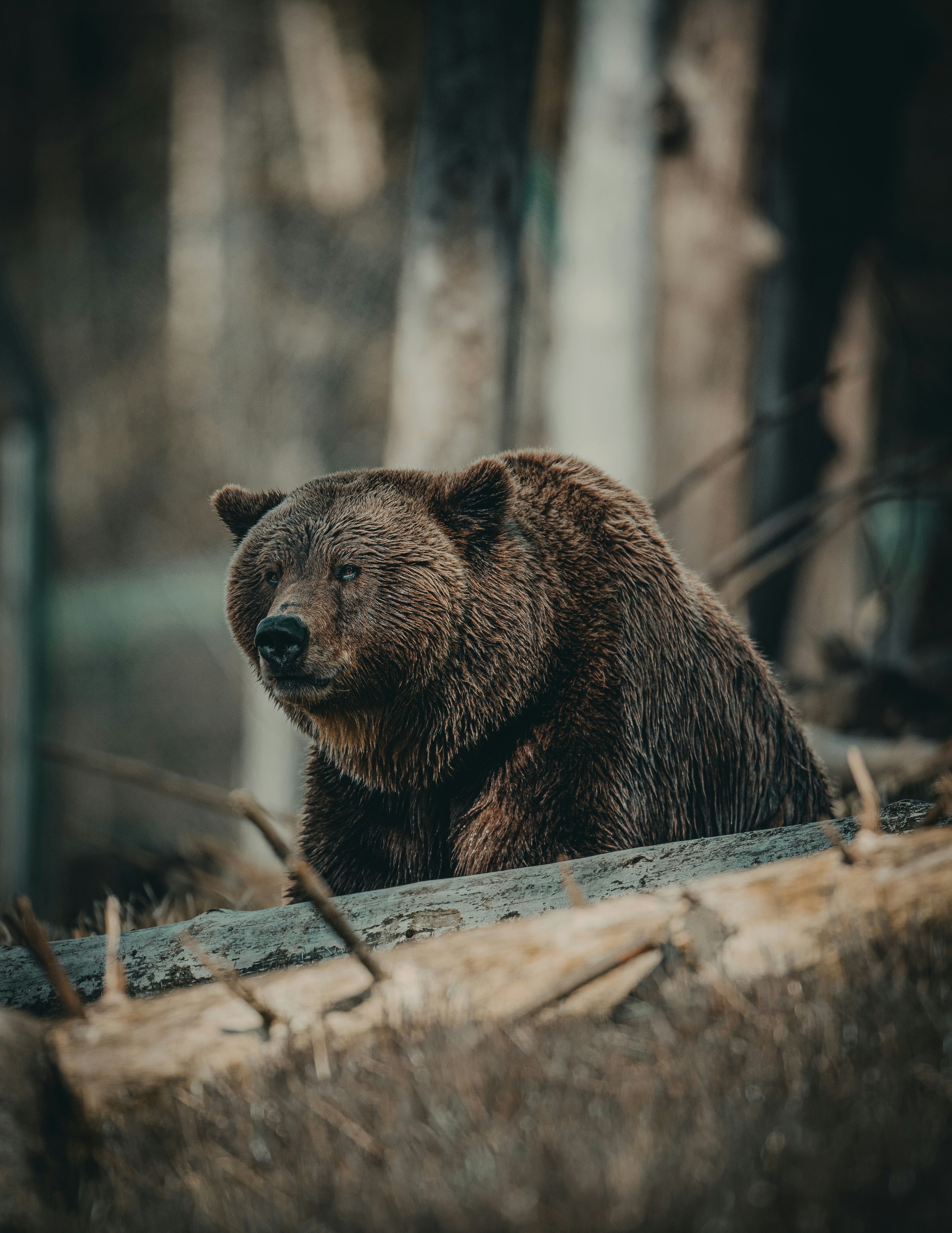 Brown Bear in the Forest