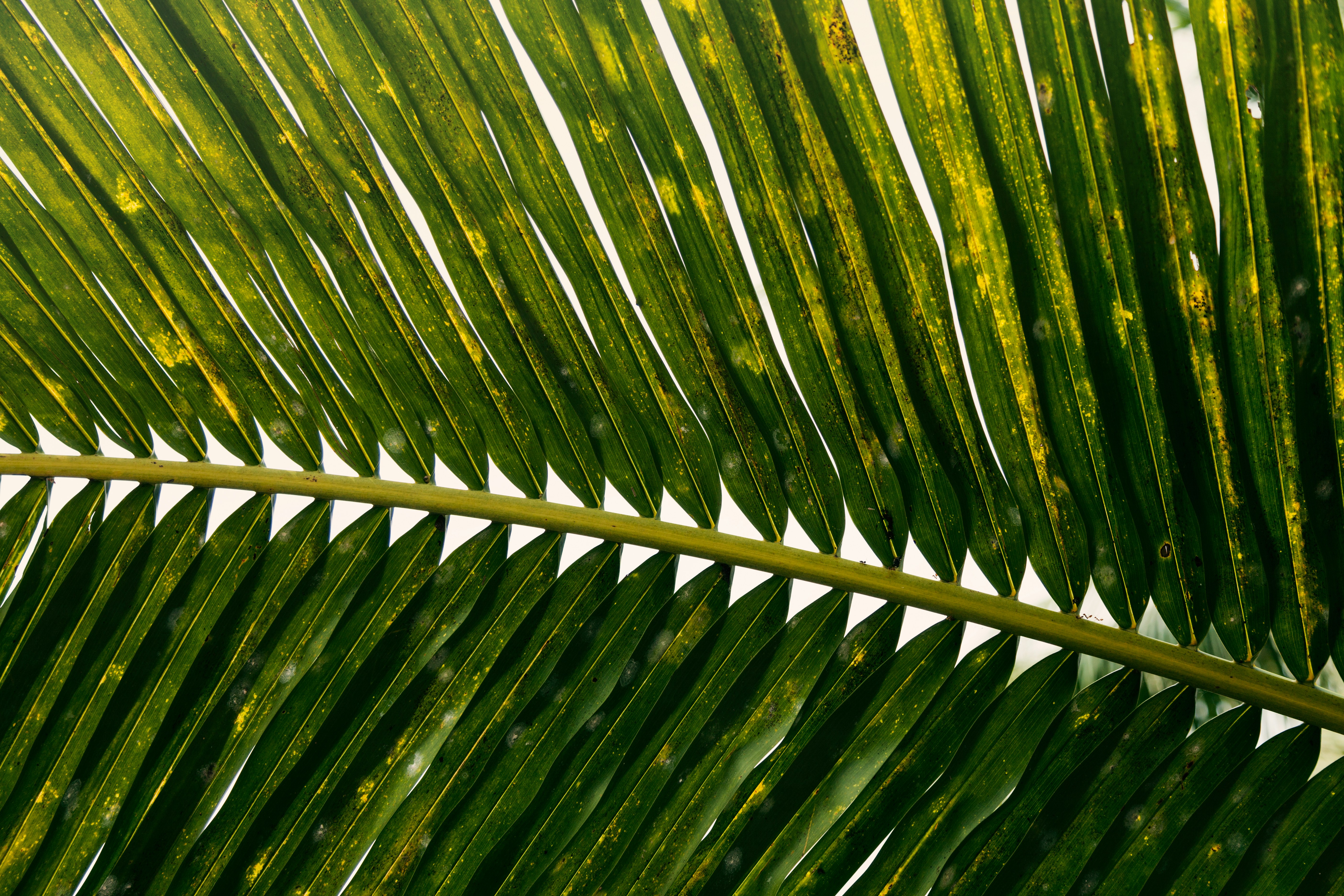 Close-up of Coconut Palm Leaf