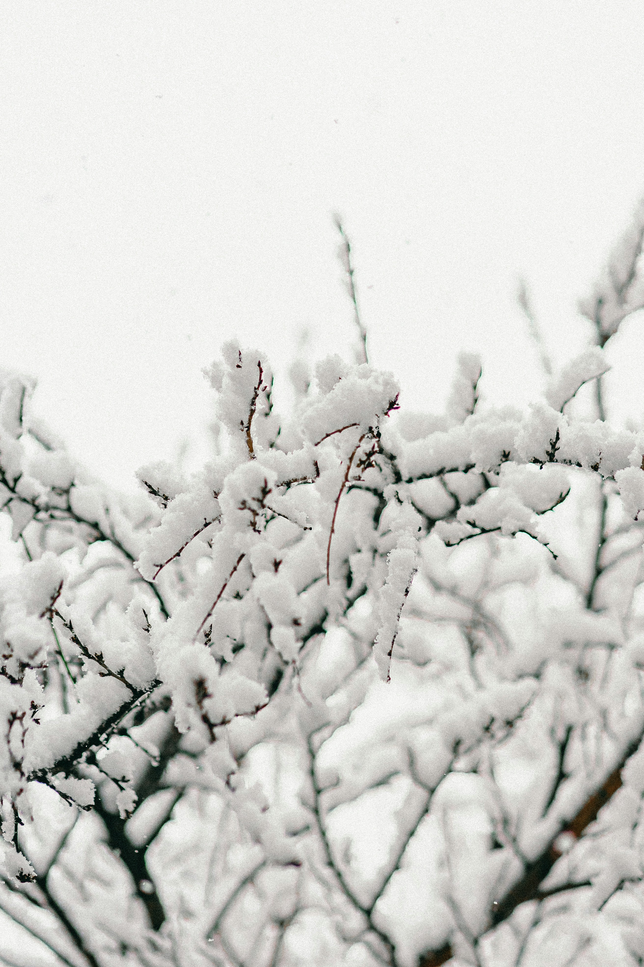 Snow-Covered Tree Branches