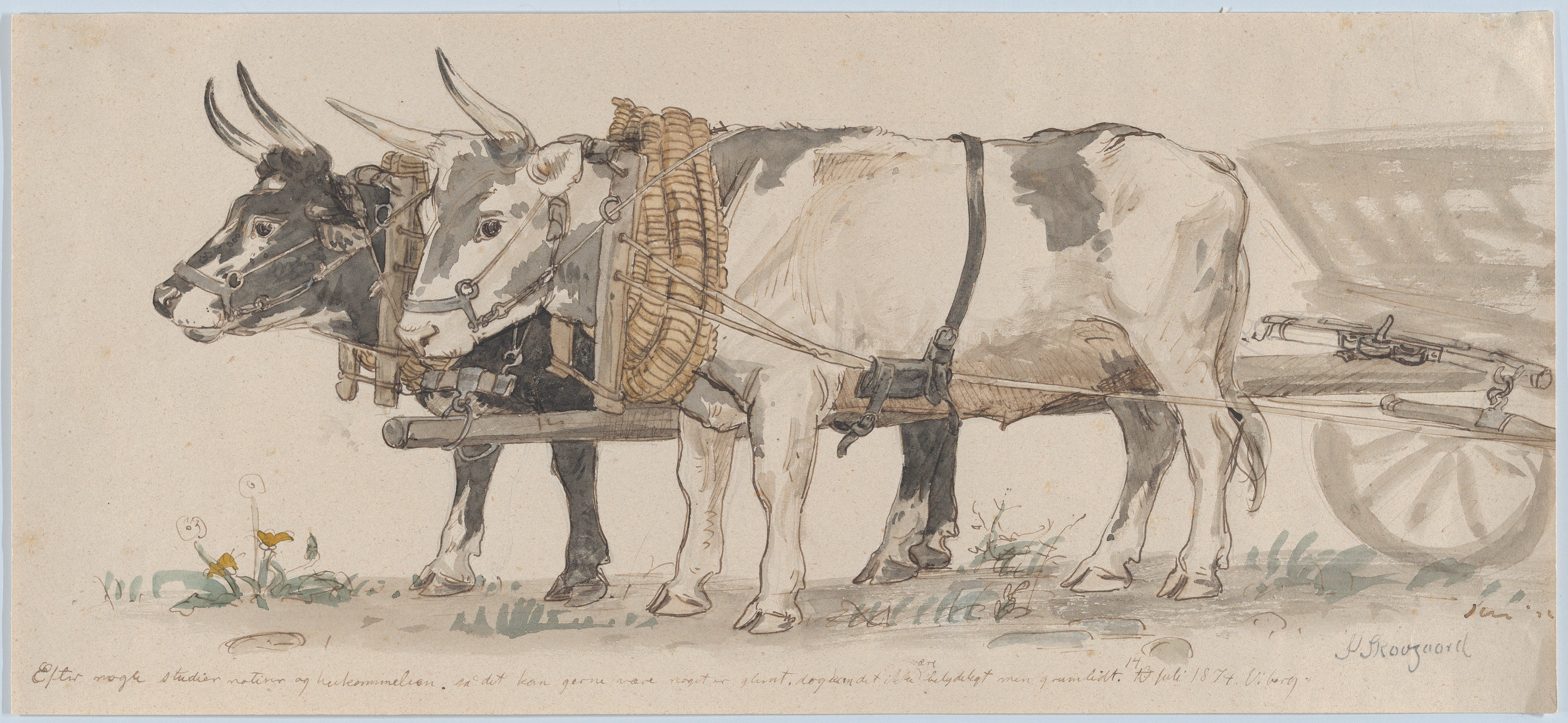 Sketch of Two Oxen Pulling a Cart