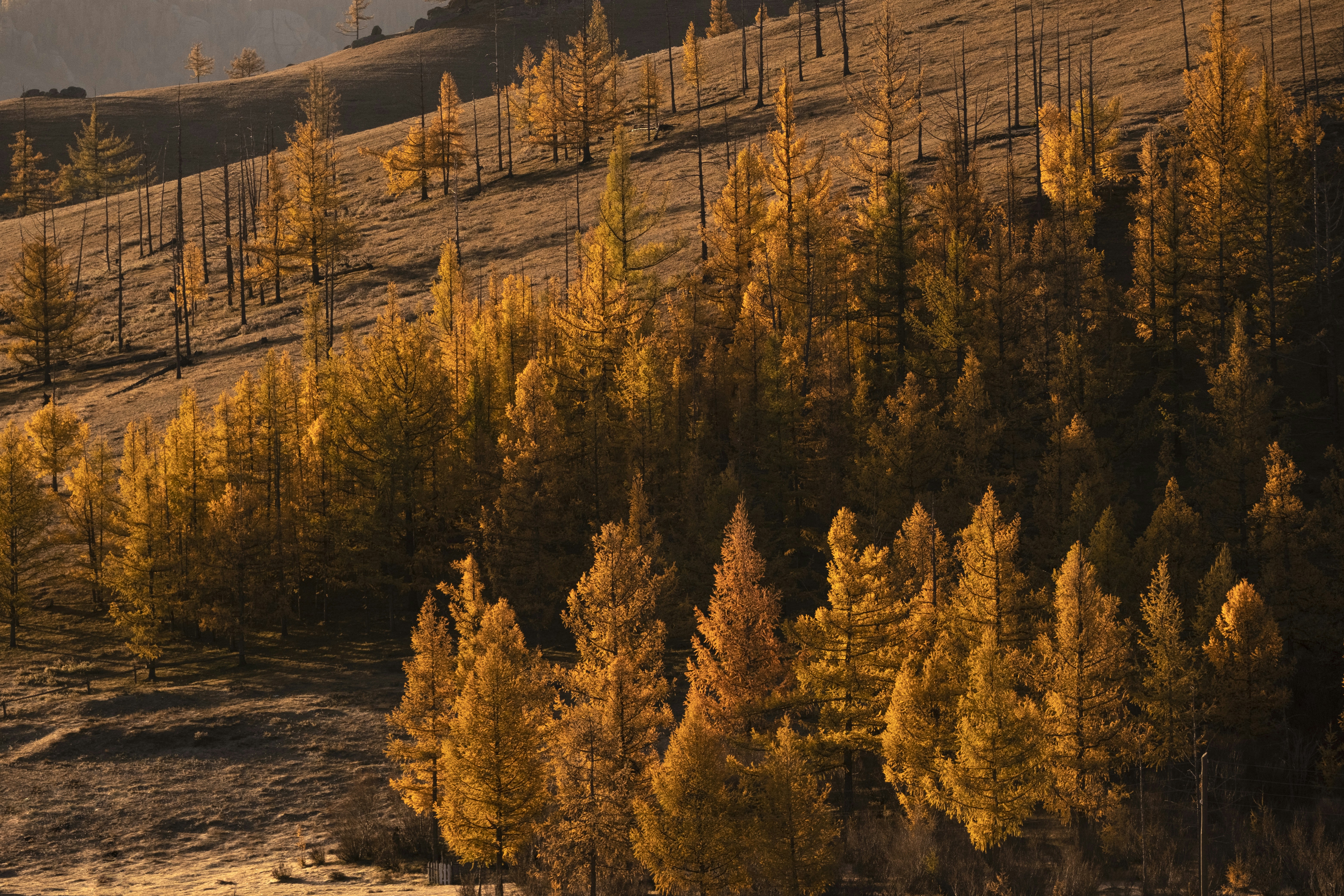 Autumn Hillside Golden Forest