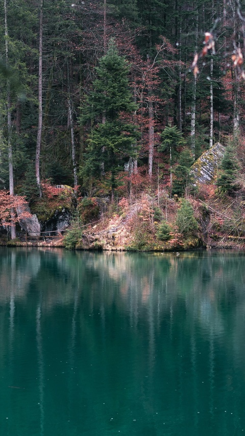 Autumn Forest Lake Reflection