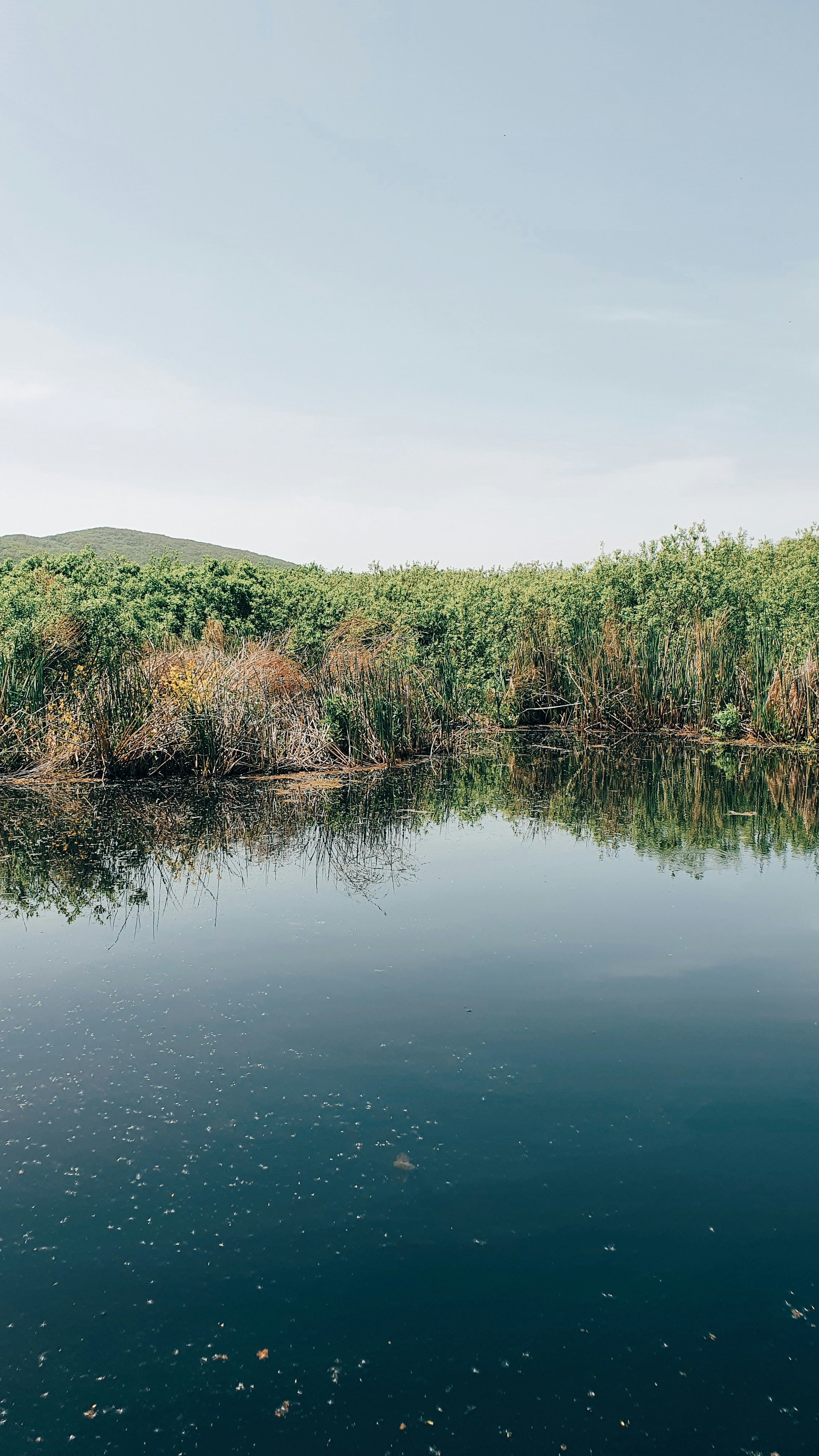 Calm Wetland Water Landscape