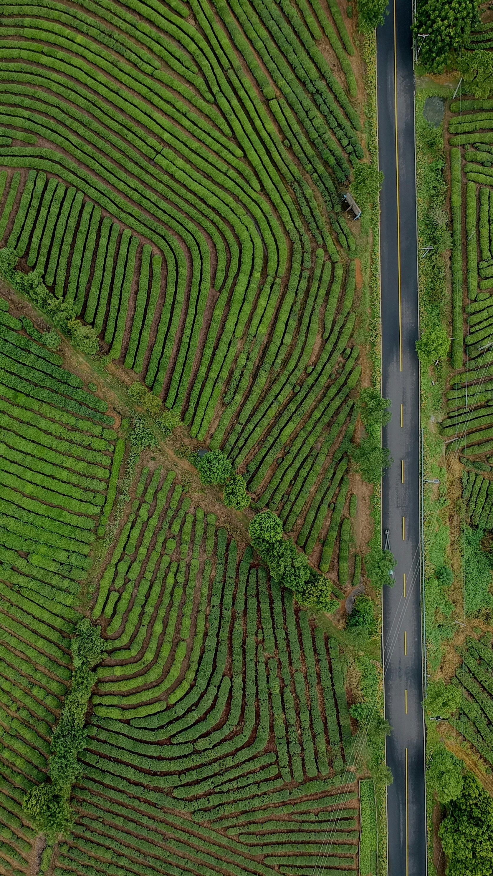 Wallpapers