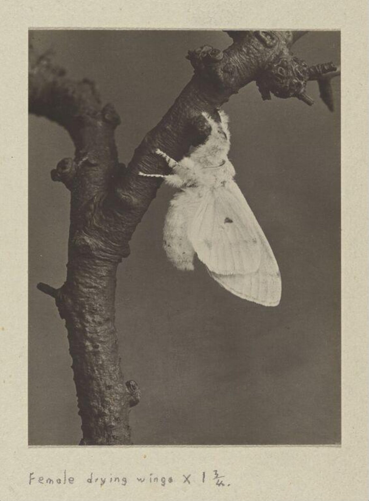 Female Moth Drying Wings on Branch