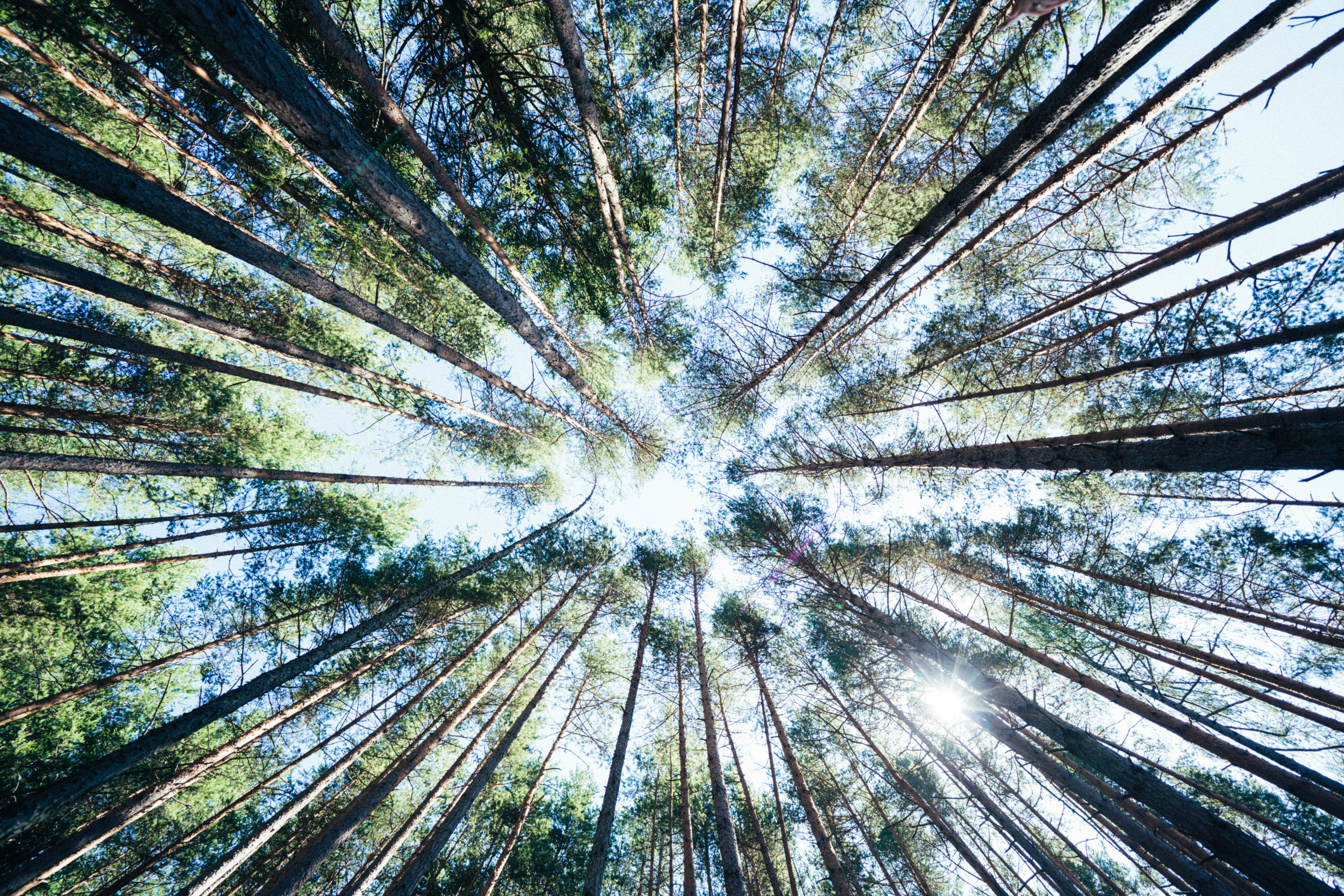 Low Angle View of Pine Forest
