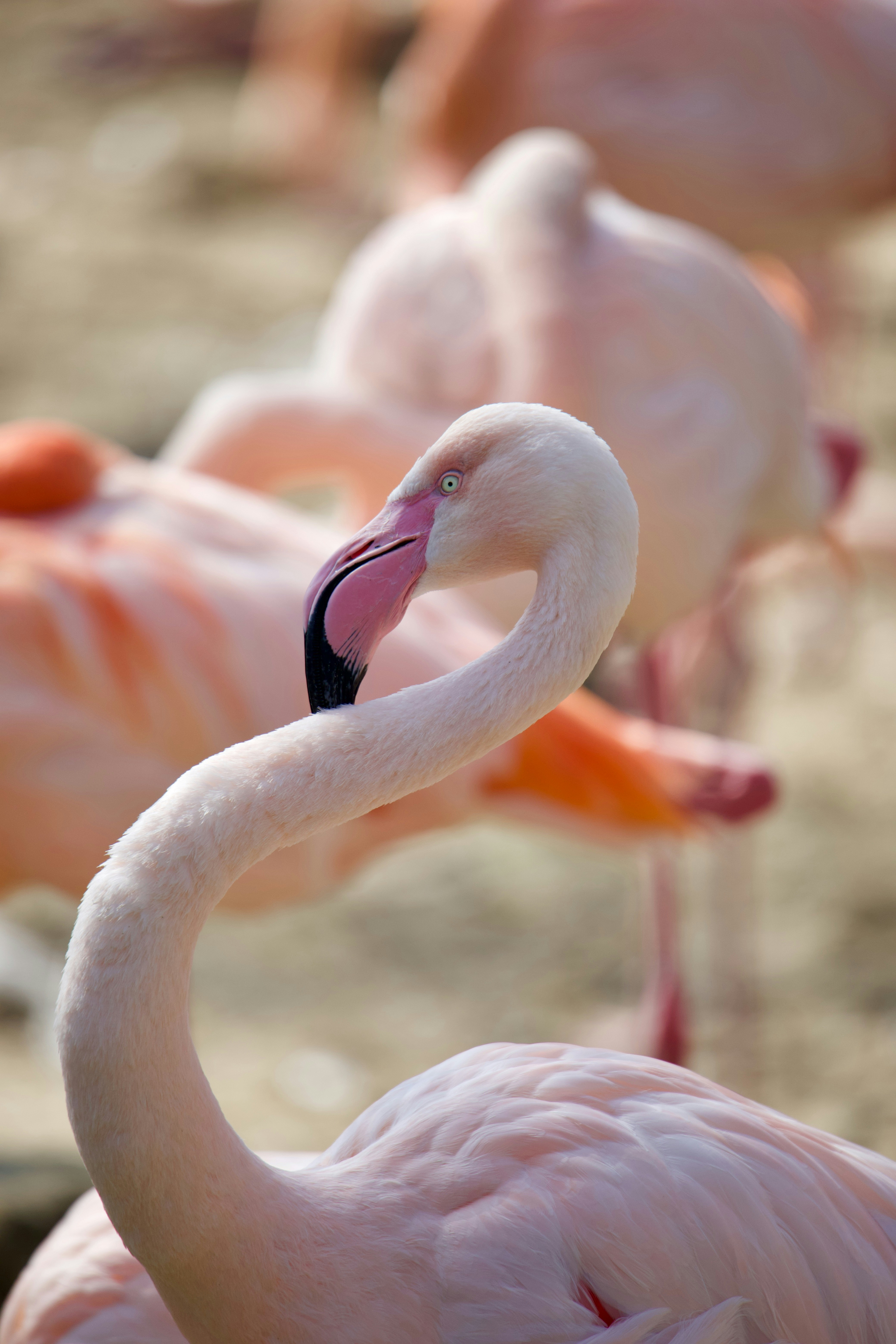Close Up of Pink Flamingo