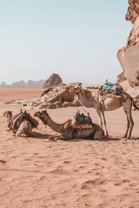 Three Camels Resting in Desert