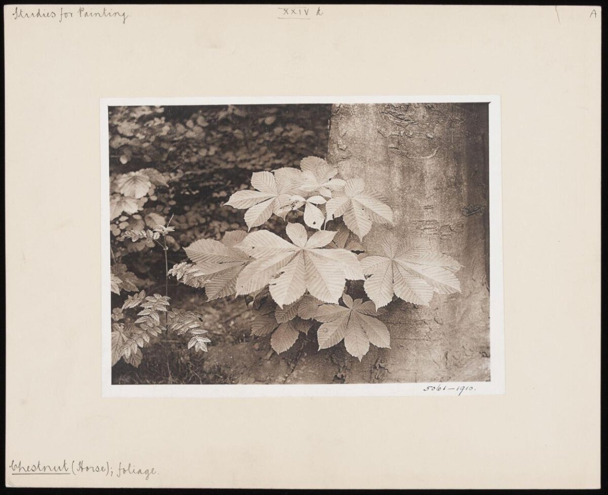 Vintage Horse Chestnut Foliage Study