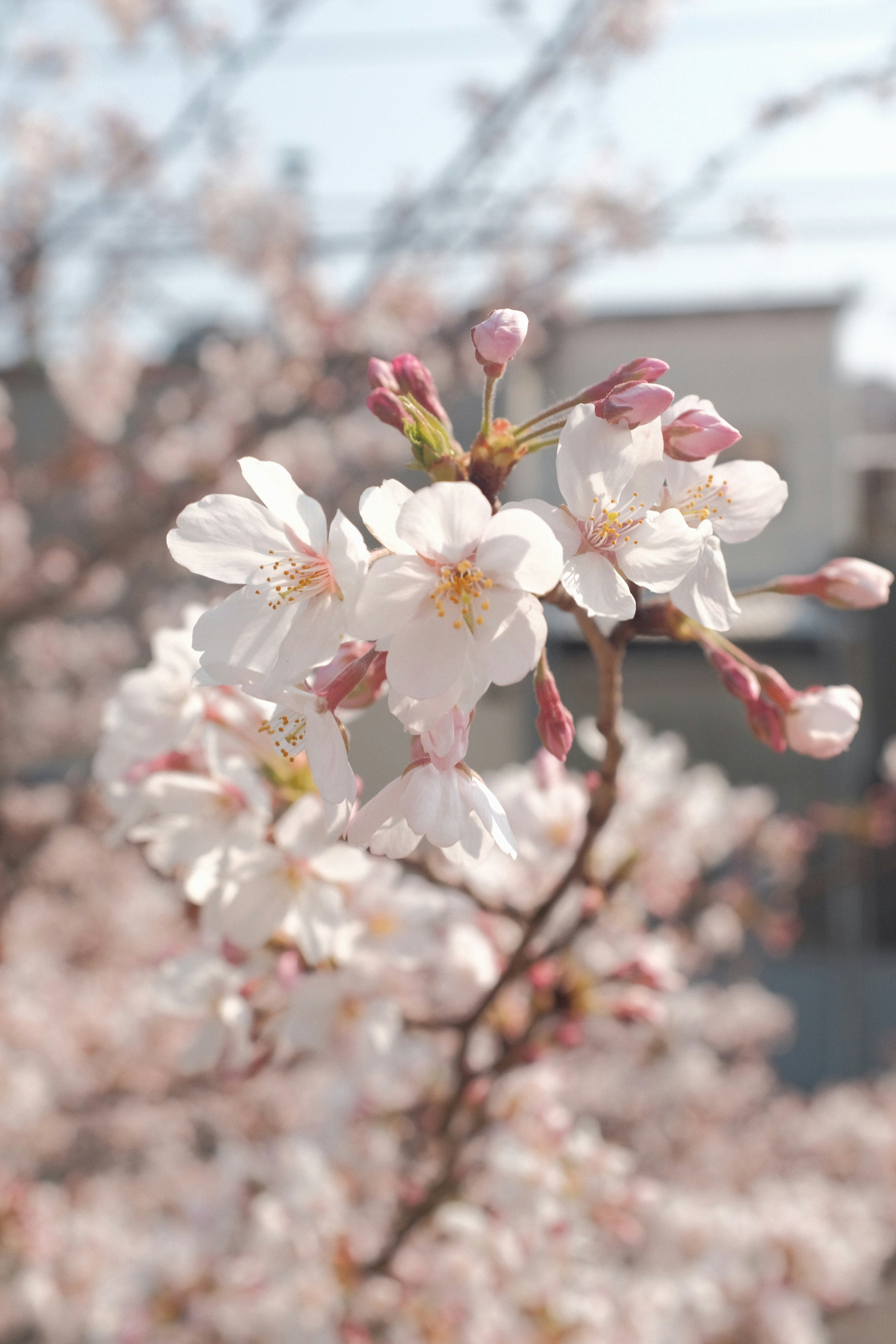 Blooming Cherry Blossom Branch