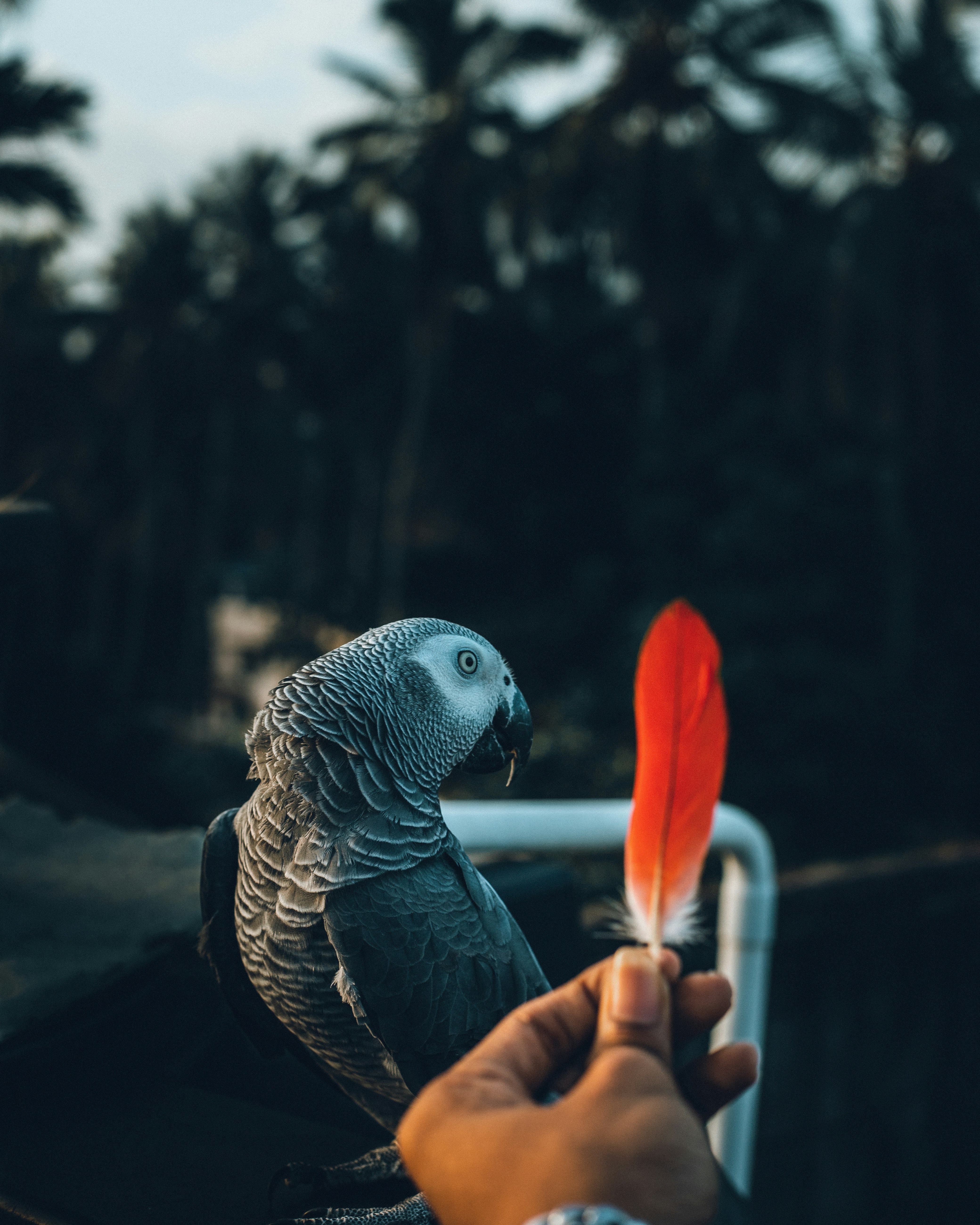 African Grey Parrot Stares At Red Feather