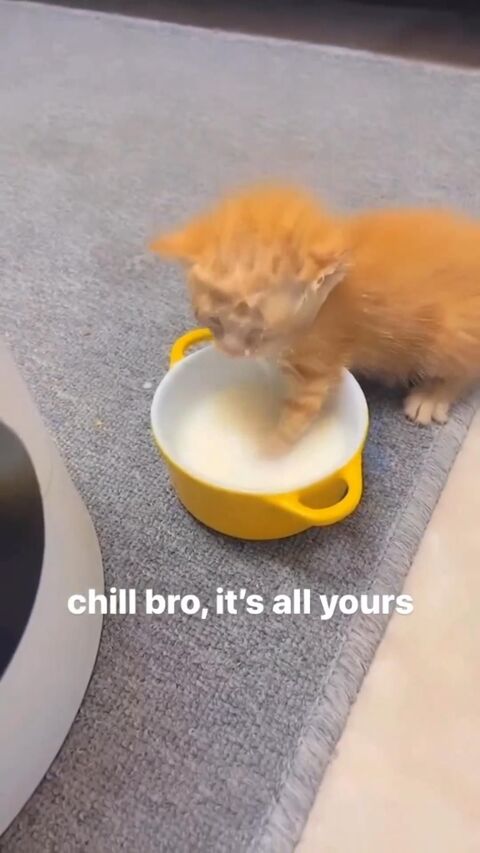 Orange Kitten Dips Paw In Milk Bowl