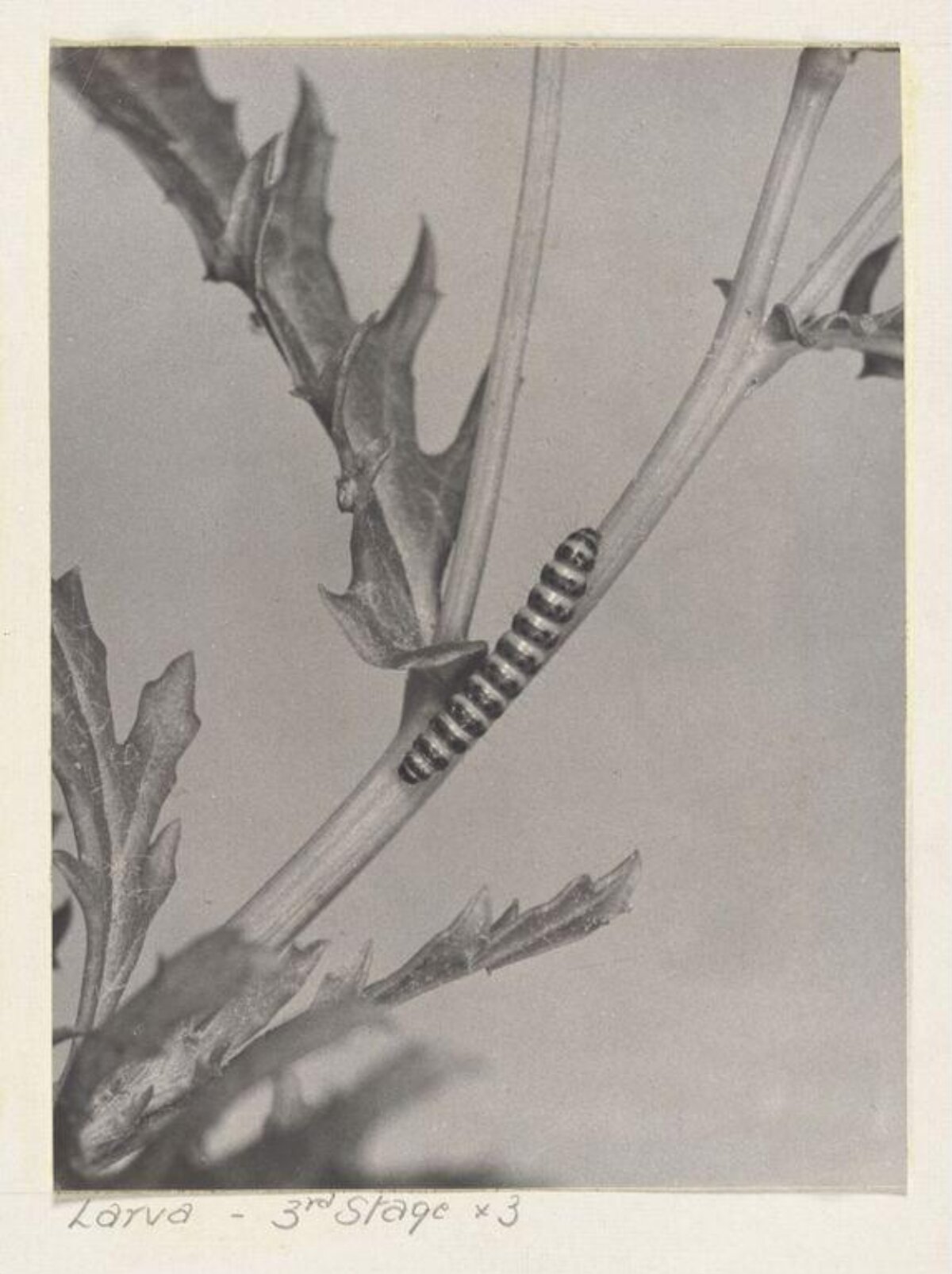 Third Stage Larva on Plant Stem